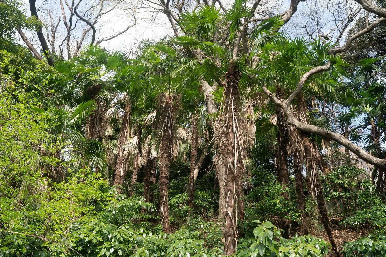 Windmill Palm (Trachycarpus Fortunei) — This palm thrives in USDA zones 7-11 and prefers partial to full sun; palm / tree for full or half, image 54