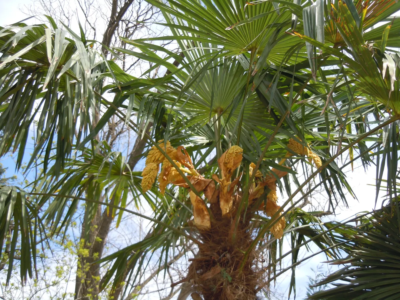 Windmill Palm (Trachycarpus Fortunei) — although mature plants can tolerate some drought.<br><br>The Windmill Palm is a slow to moderate grower, image 72
