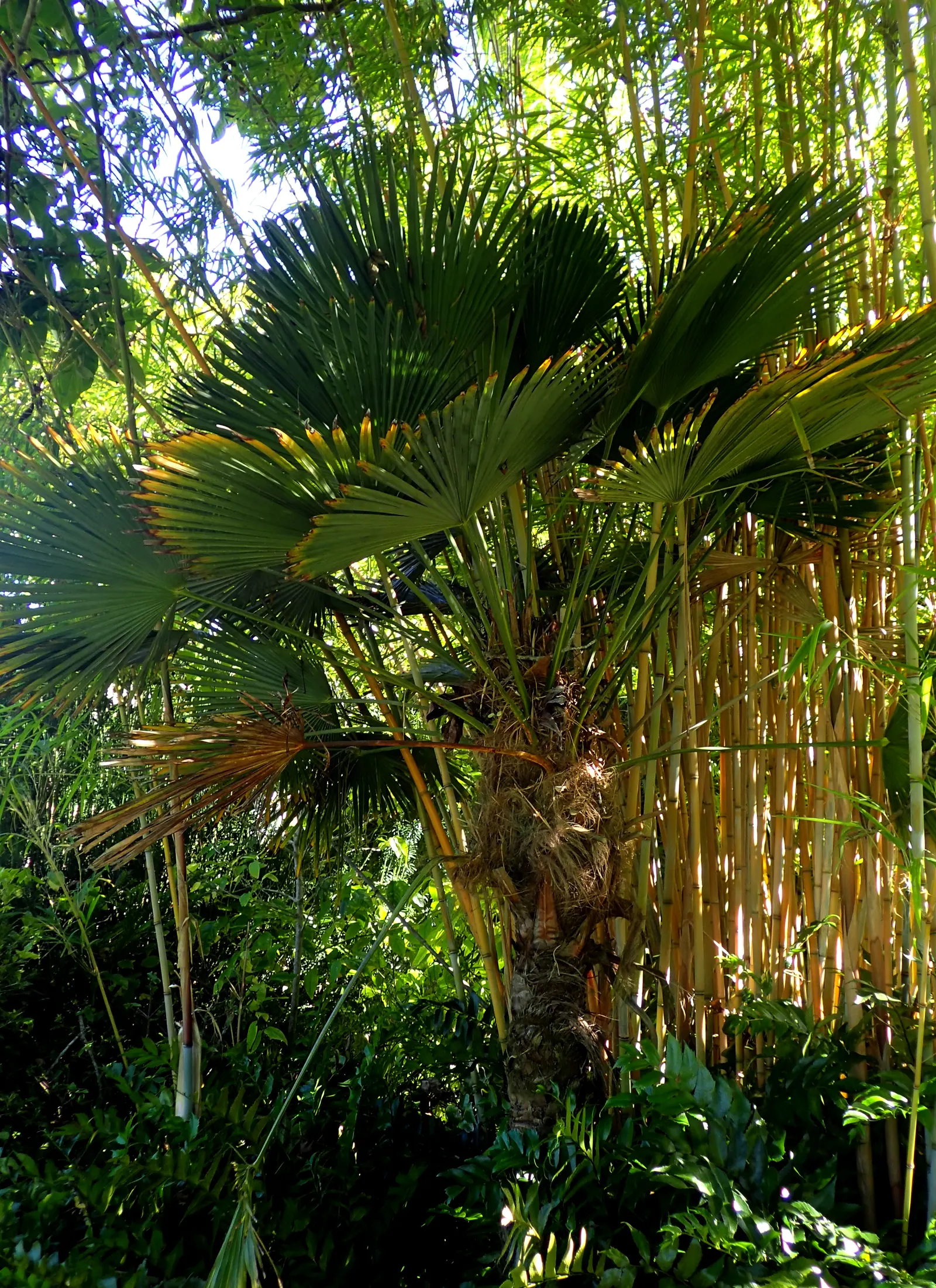 Windmill Palm (Trachycarpus Fortunei) — Its distinctive fan-shaped fronds form a dense, symmetrical crown spreading up to 10 feet wide; this palm, image 78