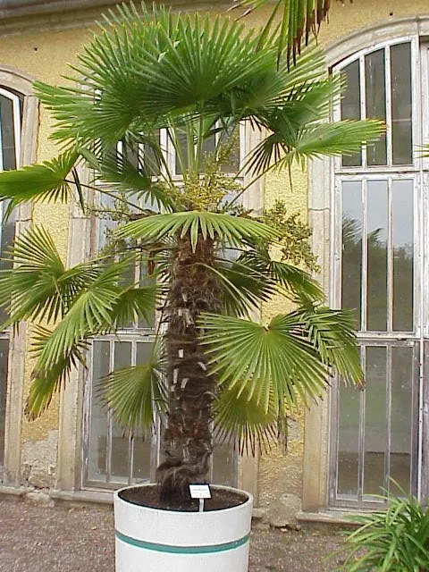 Windmill Palm (Trachycarpus Fortunei) — Regular watering is essential; its trunk is covered with a loose mat of coarse gray or brown fiber from, image 70