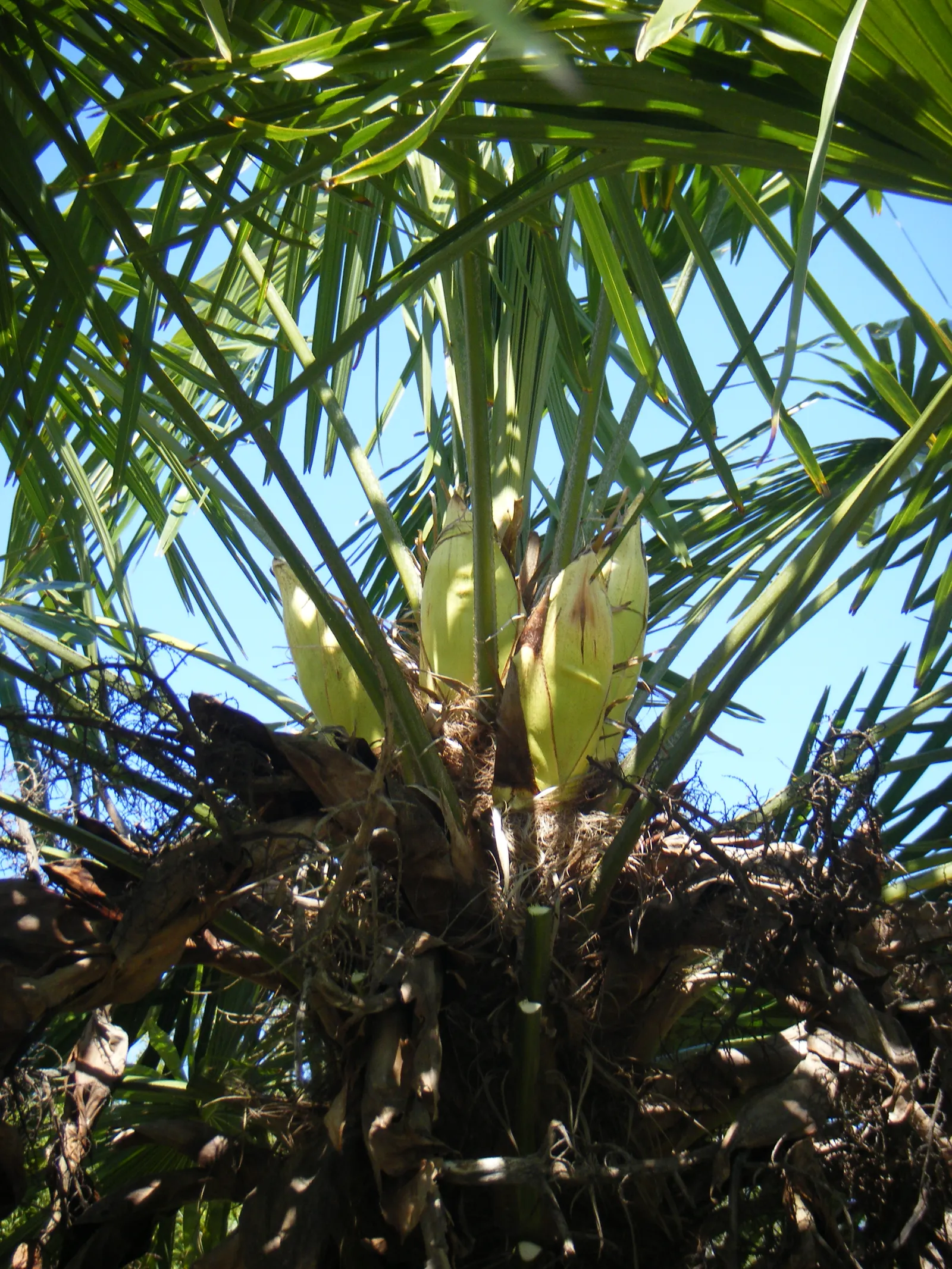 Windmill Palm (Trachycarpus Fortunei) — scientifically known as Trachycarpus fortunei; particularly in dry conditions, image 82