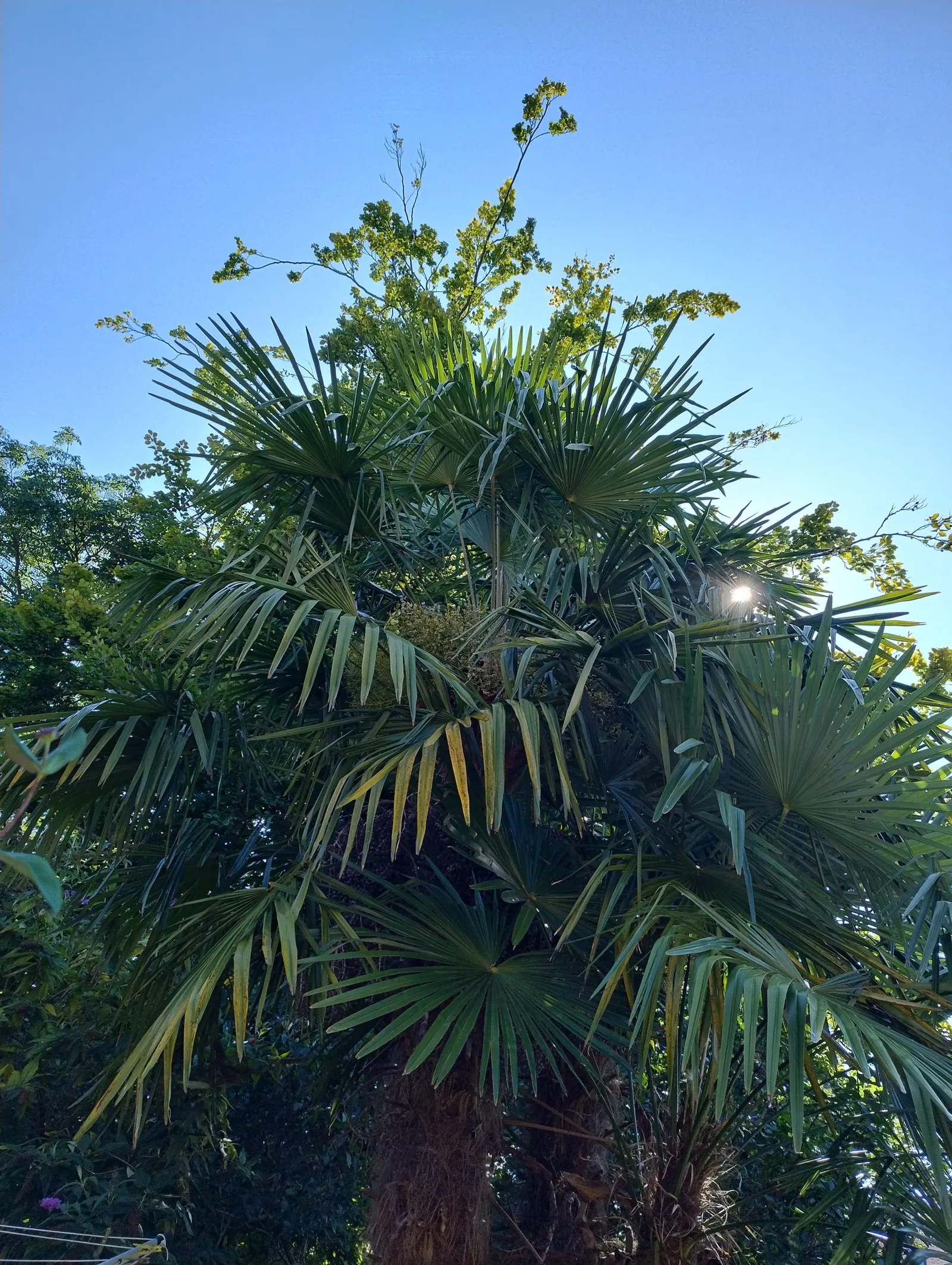 Windmill Palm (Trachycarpus Fortunei) — with some specimens reaching up to 20 inches in diameter; its resistance to pests and disease ensures that, image 61