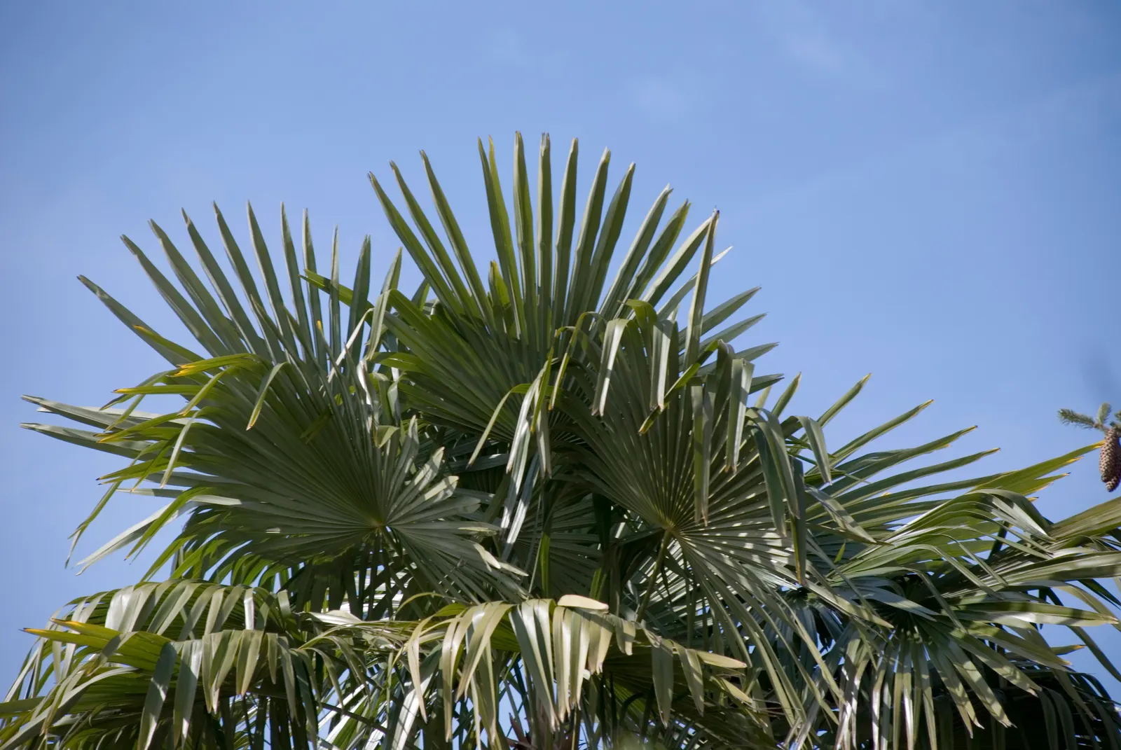 Windmill Palm (Trachycarpus Fortunei) — palm / tree for full or half; although mature plants can tolerate some drought.<br><br>The Windmill Palm is, image 75