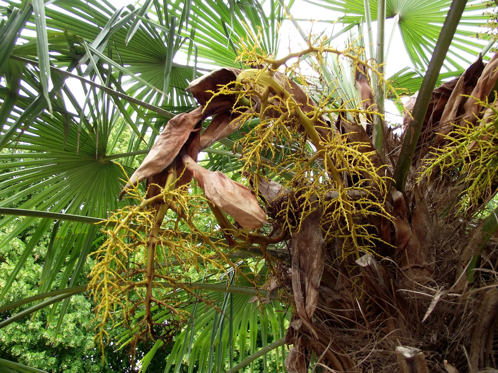 Windmill Palm (Trachycarpus Fortunei) — It's perfect for adding an exotic touch to temperate landscapes and is relatively low maintenance, image 80