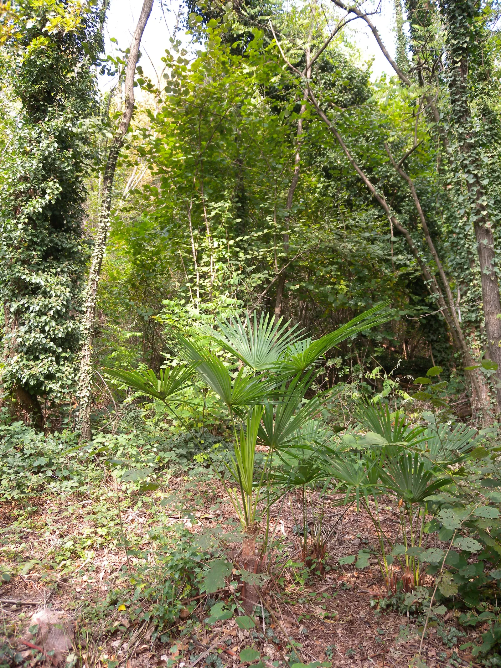 Windmill Palm (Trachycarpus Fortunei) — The Windmill Palm (Trachycarpus fortunei) is an elegant cold-hardy palm; this palm thrives in USDA zones, image 76