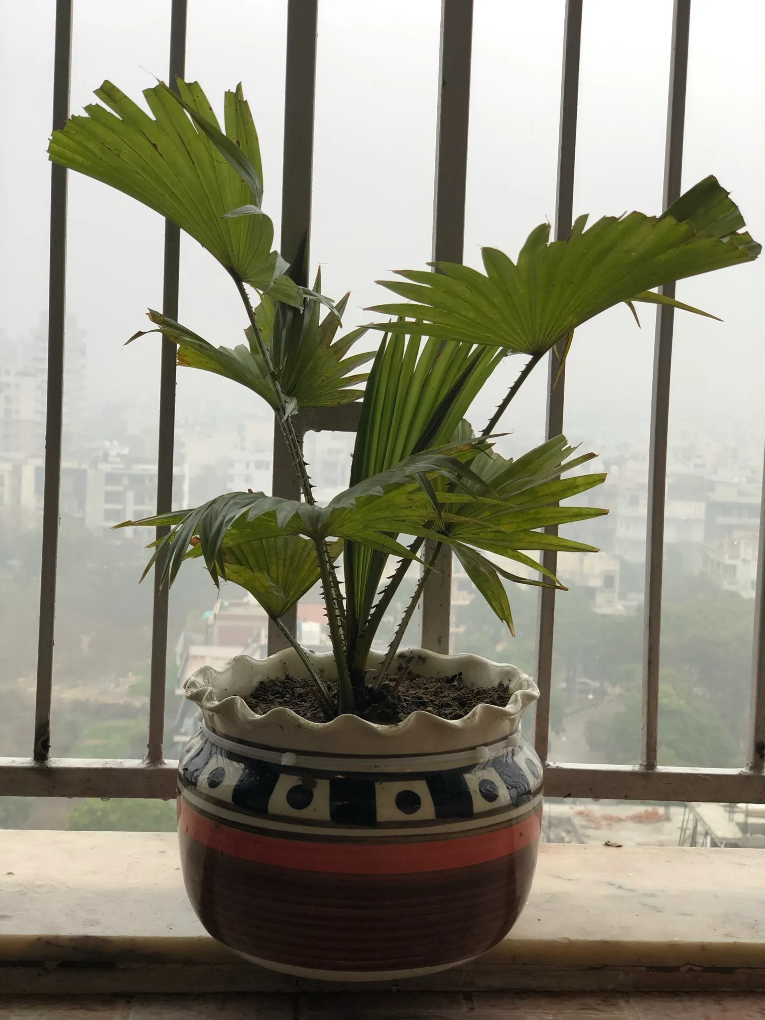 Windmill Palm (Trachycarpus Fortunei) — This palm is characterized by a stout; fibrous trunk which typically grows to heights of 10 to 40 feet, image 59