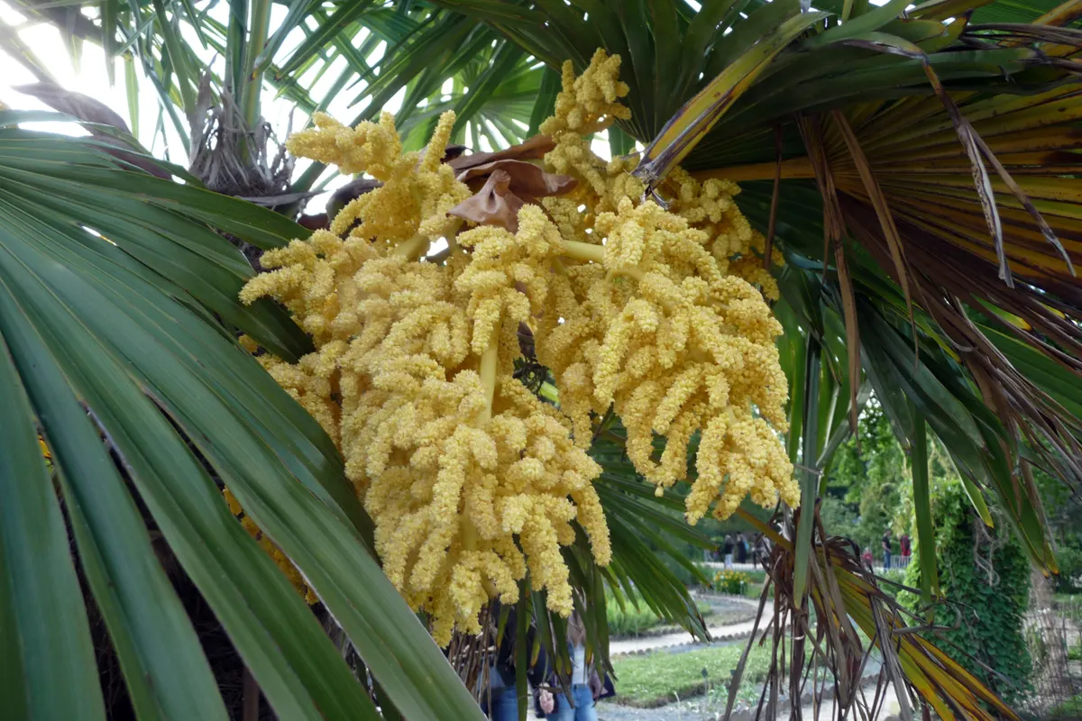 Windmill Palm (Trachycarpus Fortunei) — provided they are well-draining; it's perfect for adding an exotic touch to temperate landscapes and is, image 69