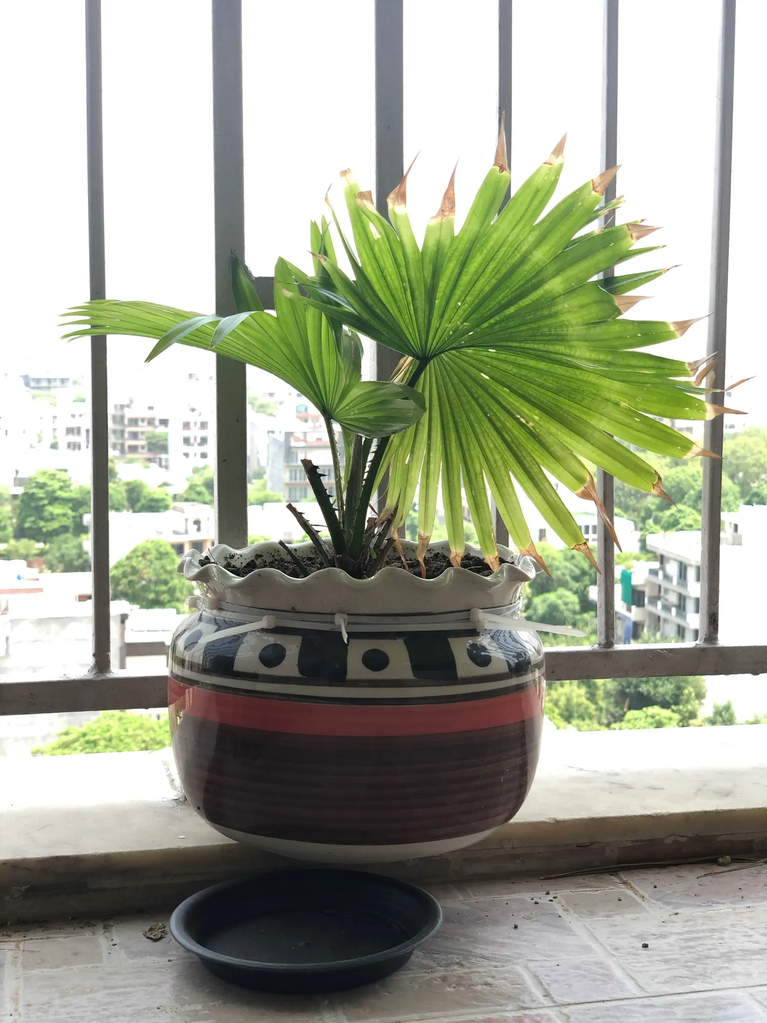 Windmill Palm (Trachycarpus Fortunei) — requiring minimal pruning; arranged circularly at the top of the single trunk, image 56