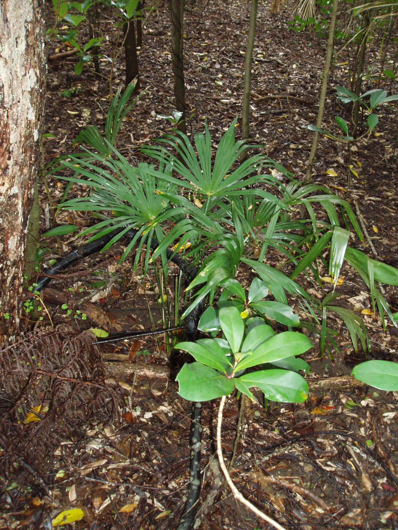 Windmill Palm (Trachycarpus Fortunei) — This palm is characterized by a stout; fibrous trunk which typically grows to heights of 10 to 40 feet