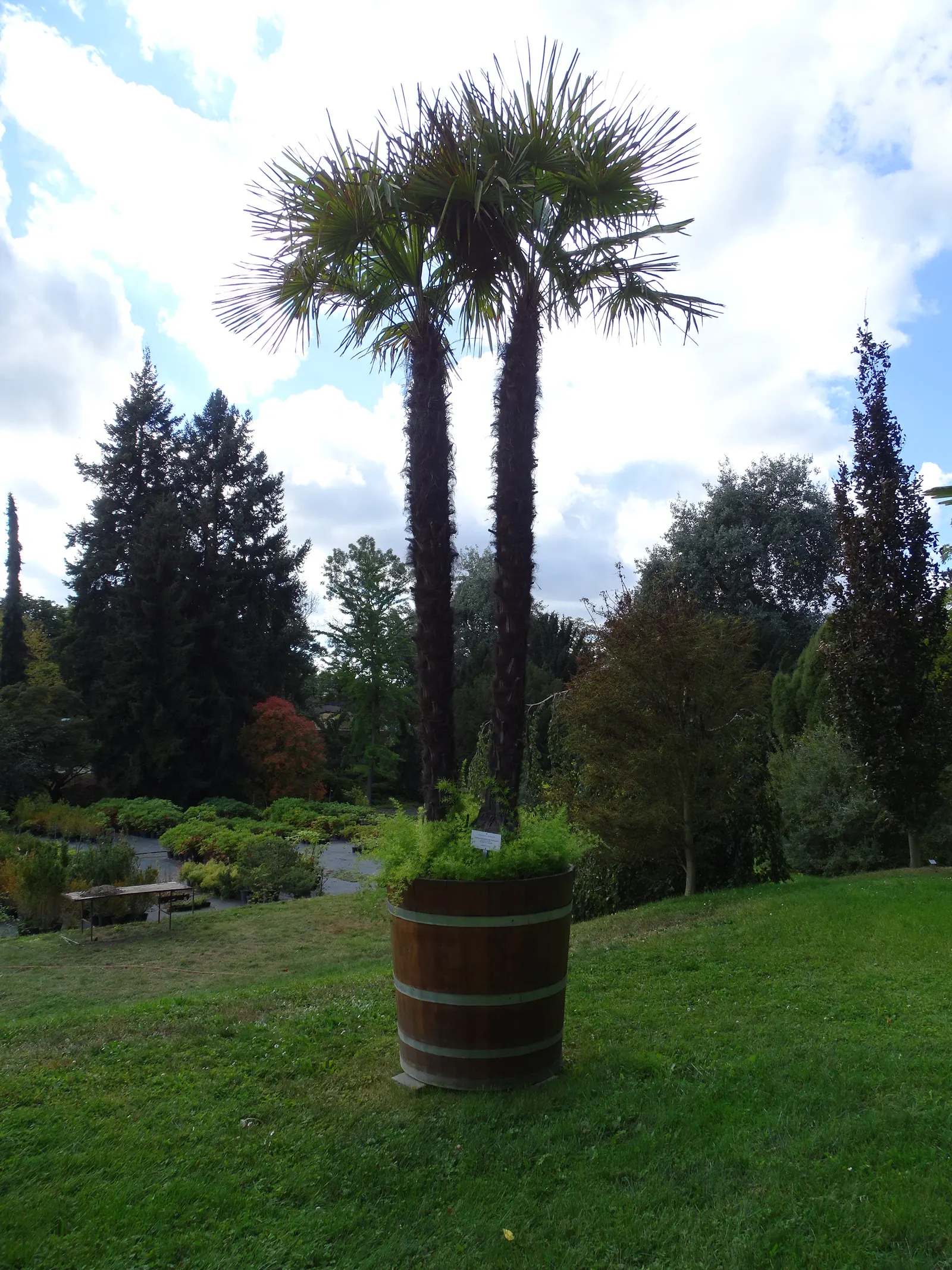Windmill Palm (Trachycarpus Fortunei) — with a slender trunk reaching up to 40 feet tall; with some specimens reaching up to 20 inches in diameter, image 52