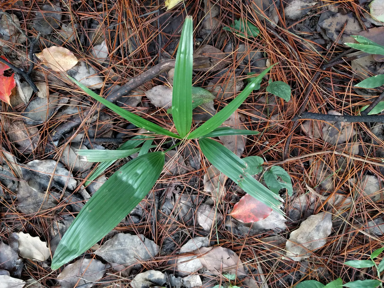 Windmill Palm (Trachycarpus Fortunei) — reminiscent of a windmill - hence the name.<br><br>Being one of the more cold-tolerant palms; with a slender trunk