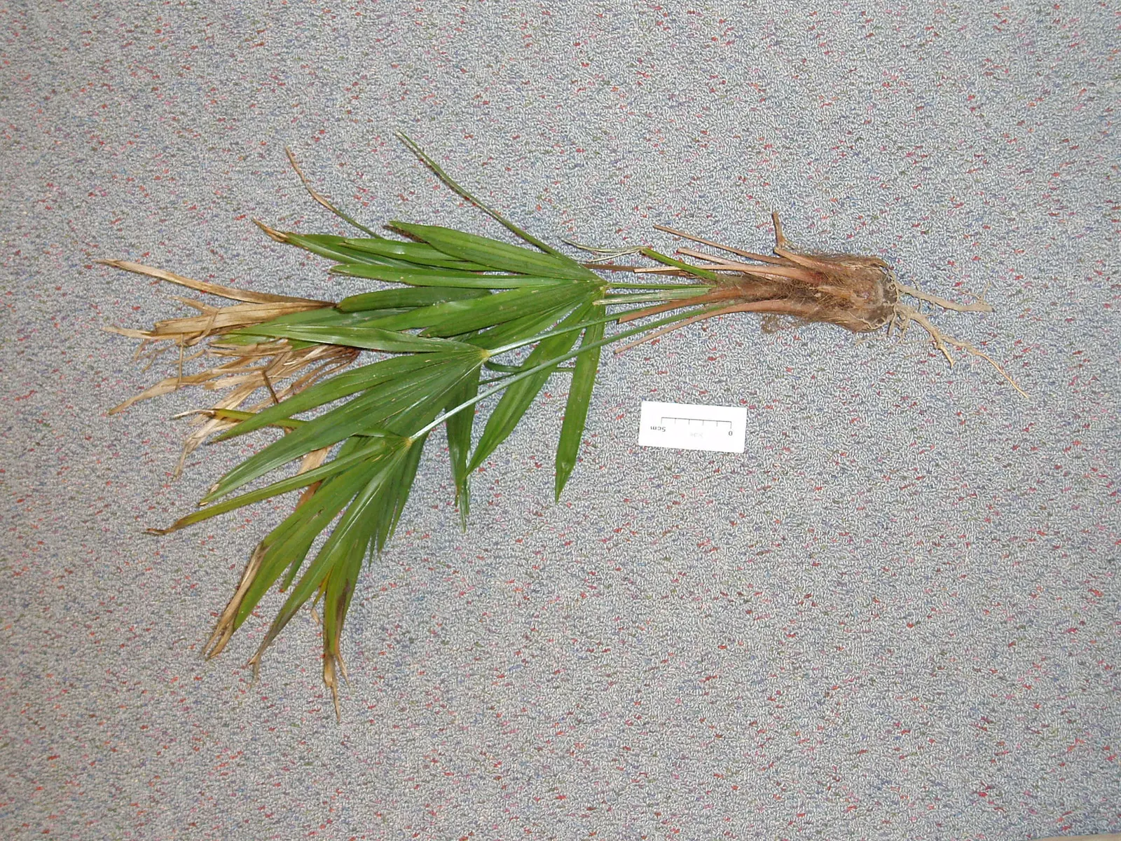 Windmill Palm (Trachycarpus Fortunei) — with some specimens reaching up to 20 inches in diameter; its resistance to pests and disease ensures that it remains a