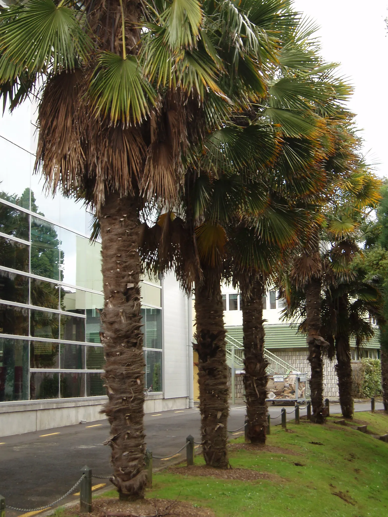 Windmill Palm (Trachycarpus Fortunei) — particularly in dry conditions; provided they are well-draining