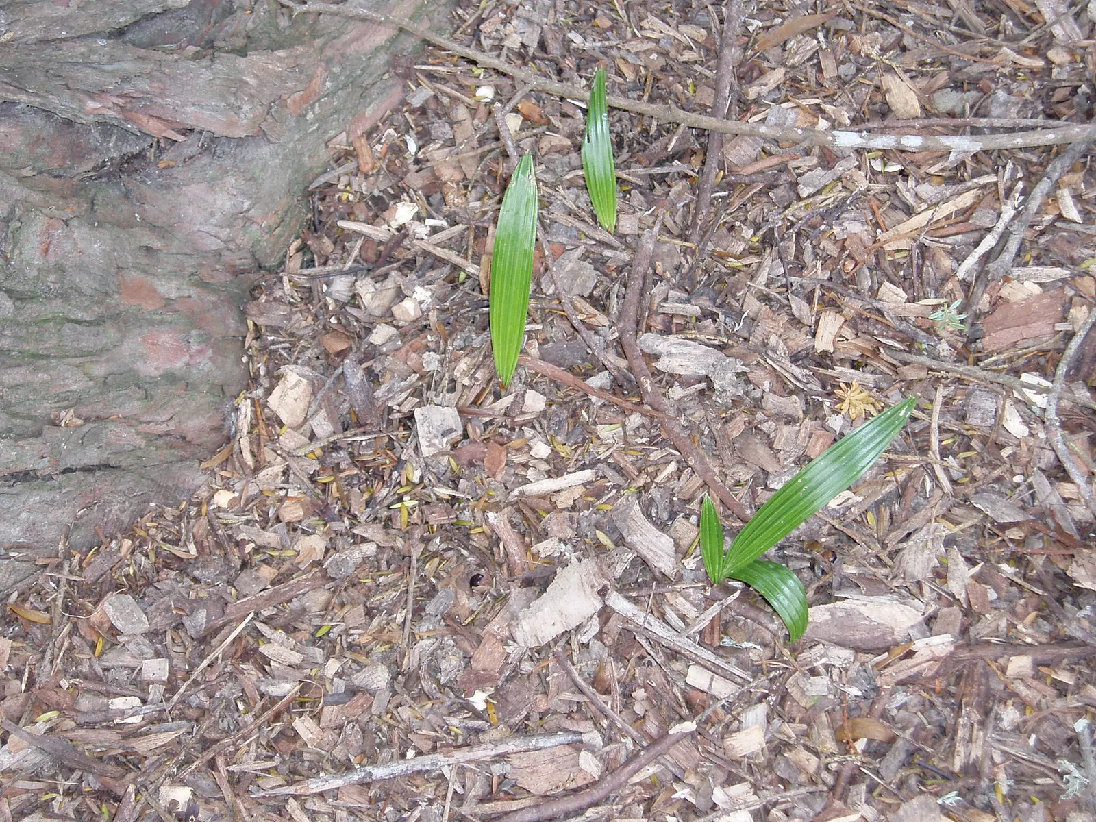 Windmill Palm (Trachycarpus Fortunei) — Its trunk is covered with a loose mat of coarse gray or brown fiber from which its fan-shaped; requiring minimal pruning