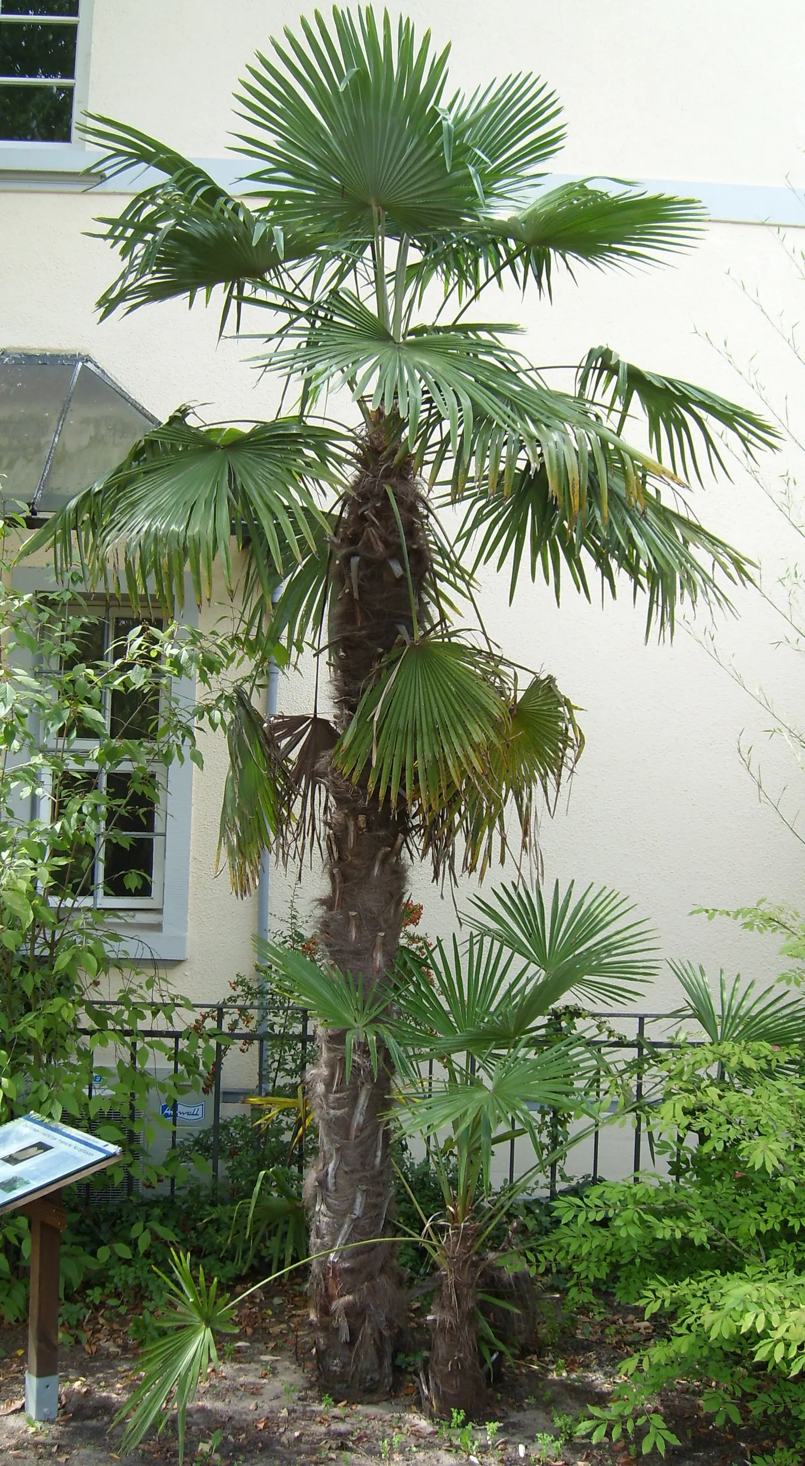 Windmill Palm (Trachycarpus Fortunei) — adding a tropical aesthetic with relatively minimal maintenance; is a hardy and versatile specimen ideal for adding a