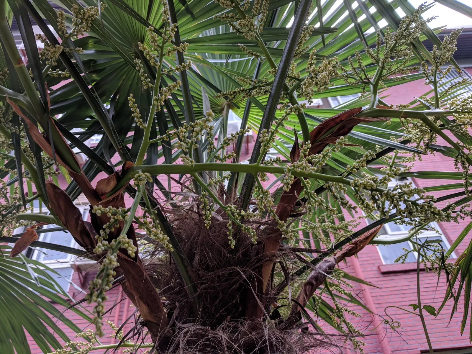 Windmill Palm (Trachycarpus Fortunei) — arranged circularly at the top of the single trunk; regular watering is essential