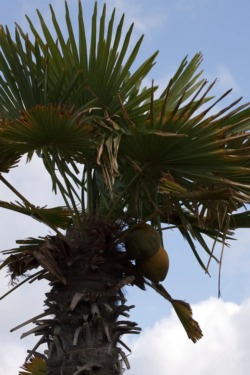 Windmill Palm (Trachycarpus Fortunei) — arranged circularly at the top of the single trunk; regular watering is essential, image 89