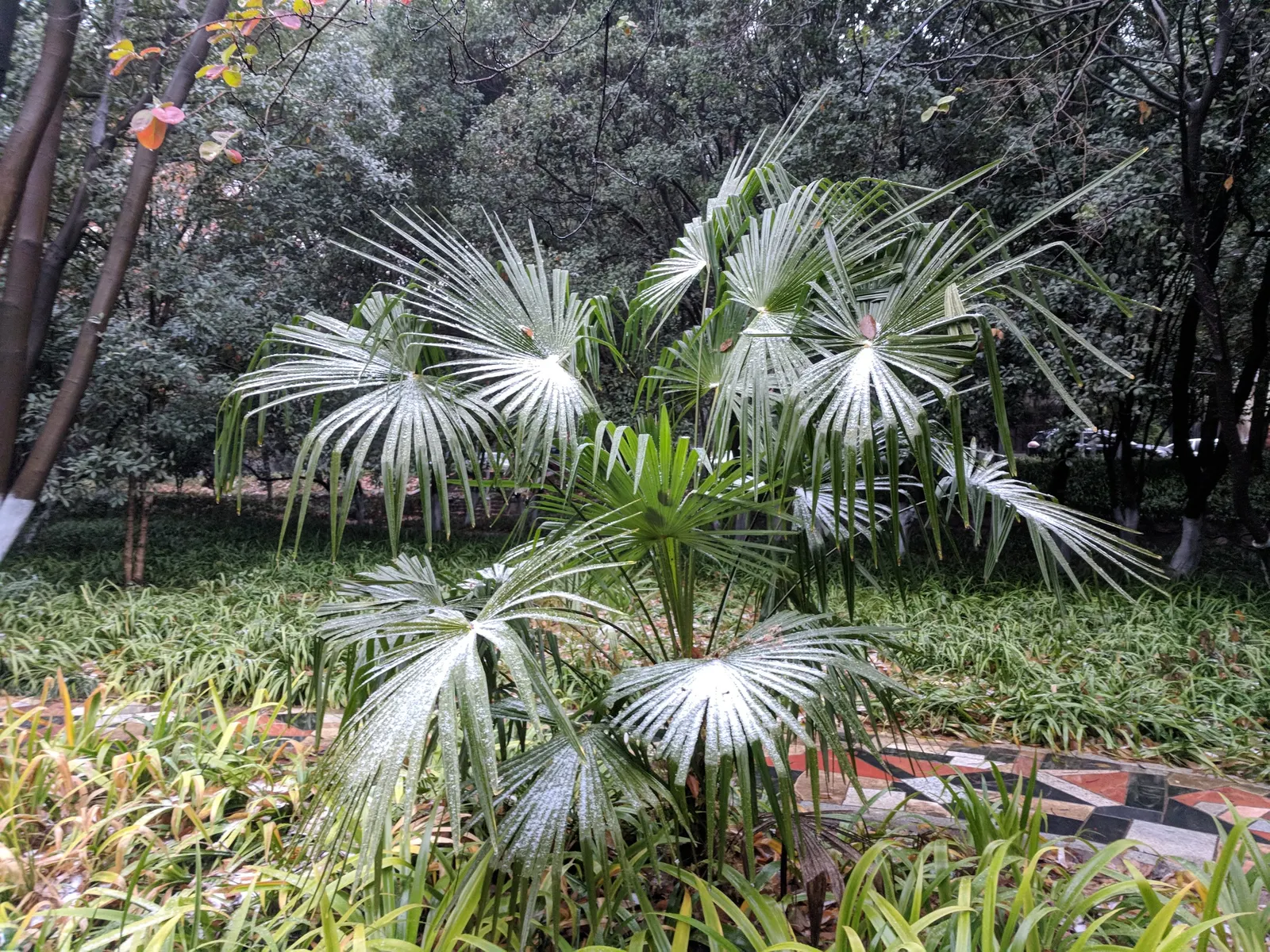Windmill Palm (Trachycarpus Fortunei) — the Windmill Palm can withstand temperatures as low as 5&deg;F to 10&deg;F; this palm is characterized by a stout