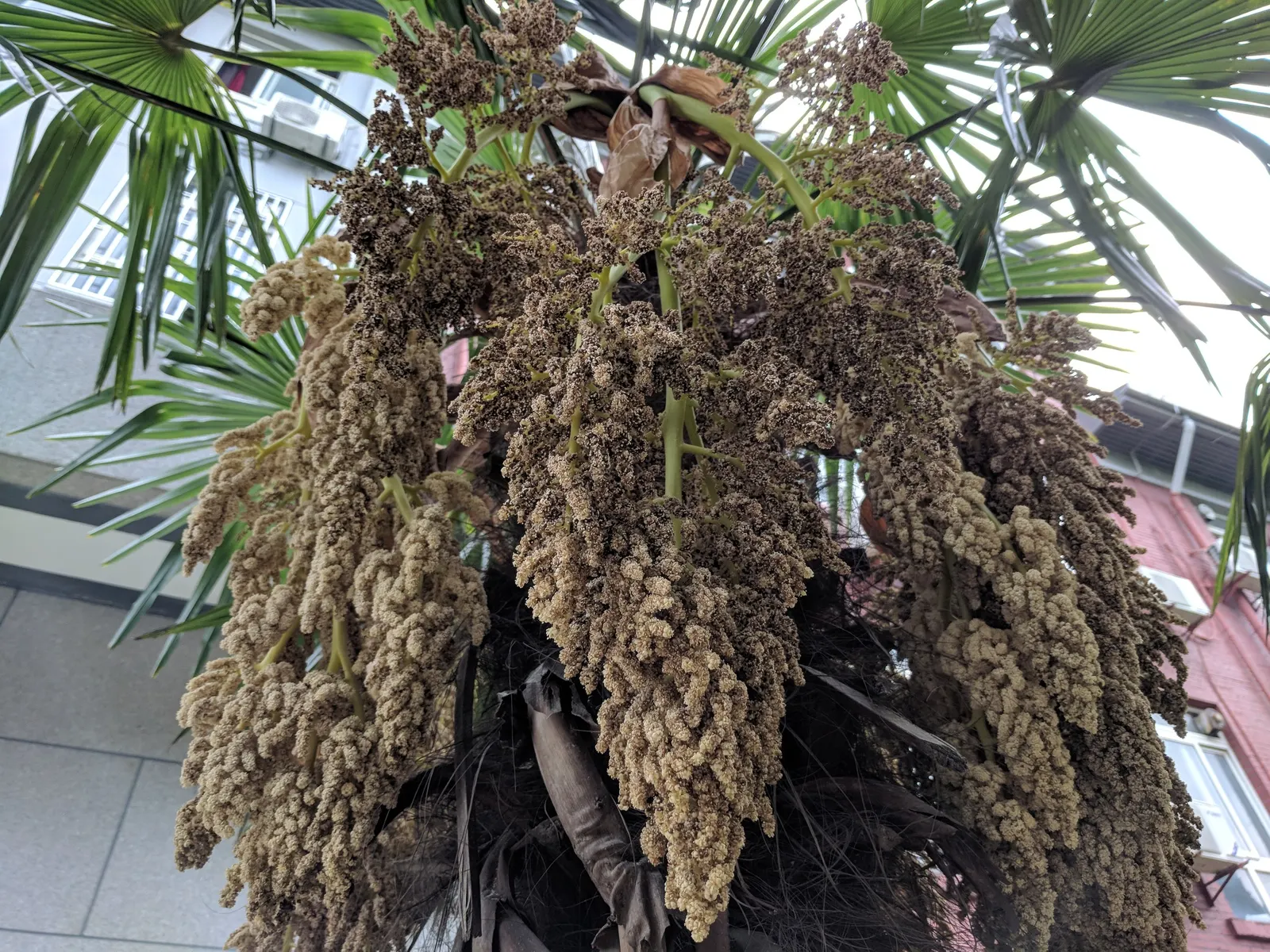 Windmill Palm (Trachycarpus Fortunei) — This palm prefers full sun to partial shade and does well in various soil types; adding a tropical aesthetic with