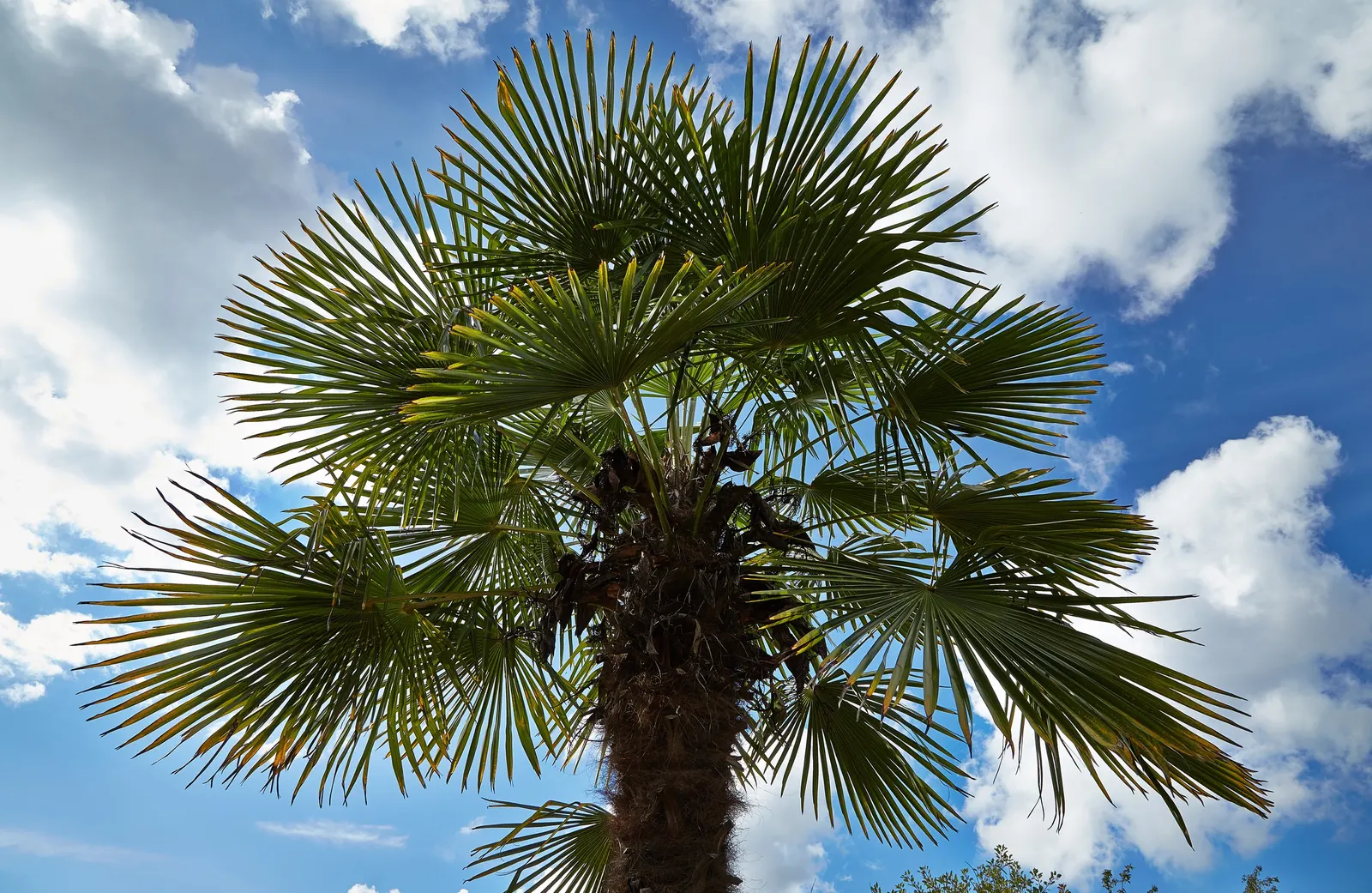 Windmill Palm (Trachycarpus Fortunei) — Regular watering is essential; its trunk is covered with a loose mat of coarse gray or brown fiber from which its