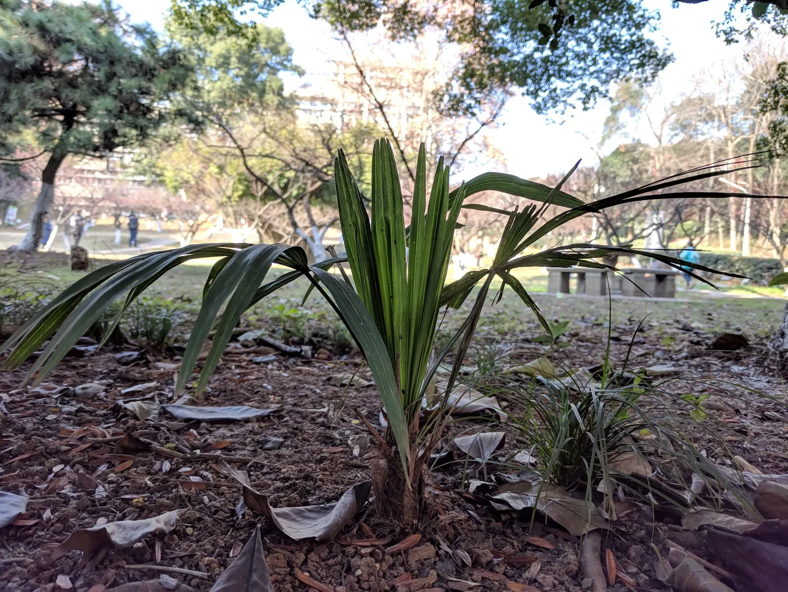 Windmill Palm (Trachycarpus Fortunei) — making it suitable for USDA zones 7b through 11; the Windmill Palm can withstand temperatures as low as 5&deg;F to