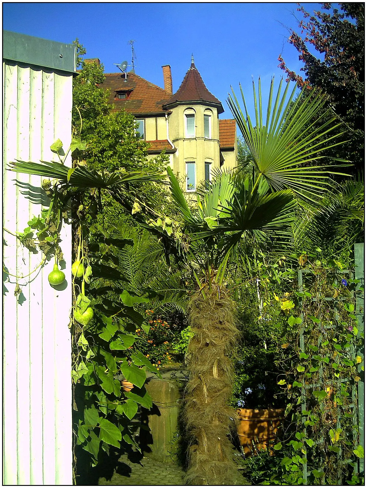Windmill Palm (Trachycarpus Fortunei) — its resistance to pests and disease ensures that it remains a robust and appealing feature year-round; reminiscent of a