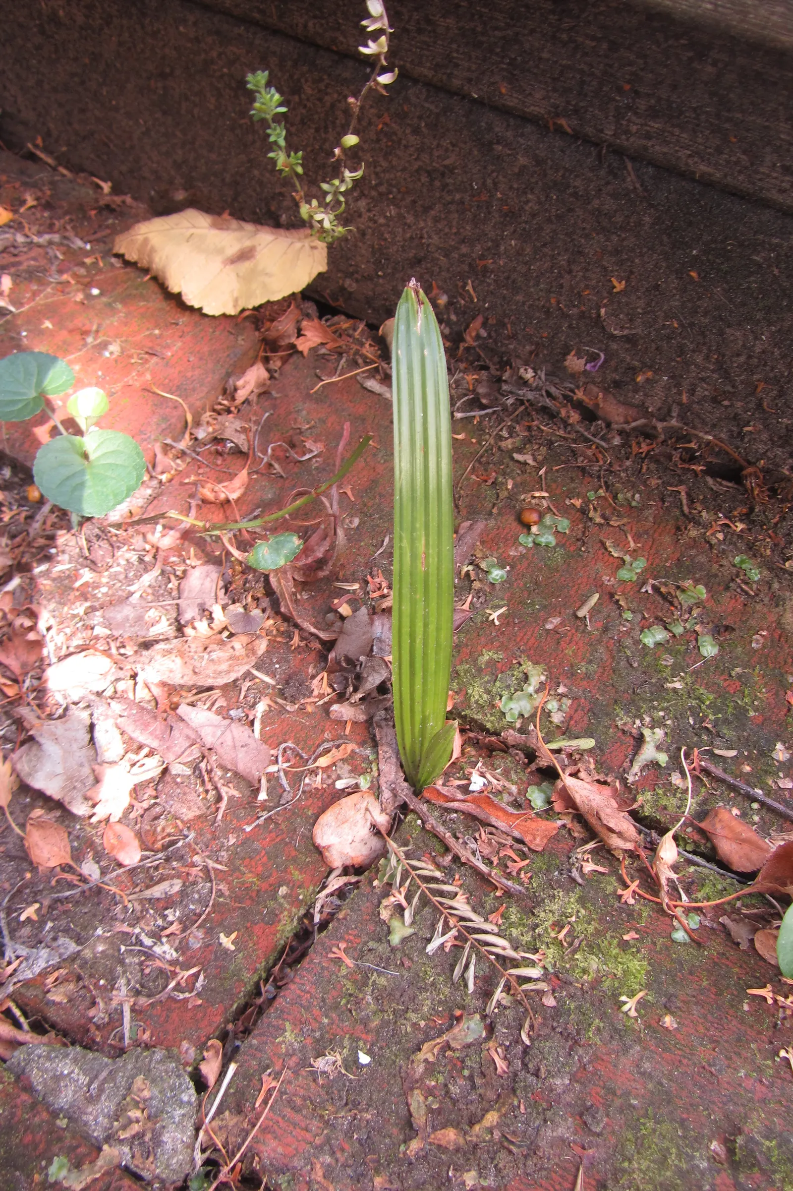 Windmill Palm (Trachycarpus Fortunei) — Each leaf spans roughly 3 feet across, image 38