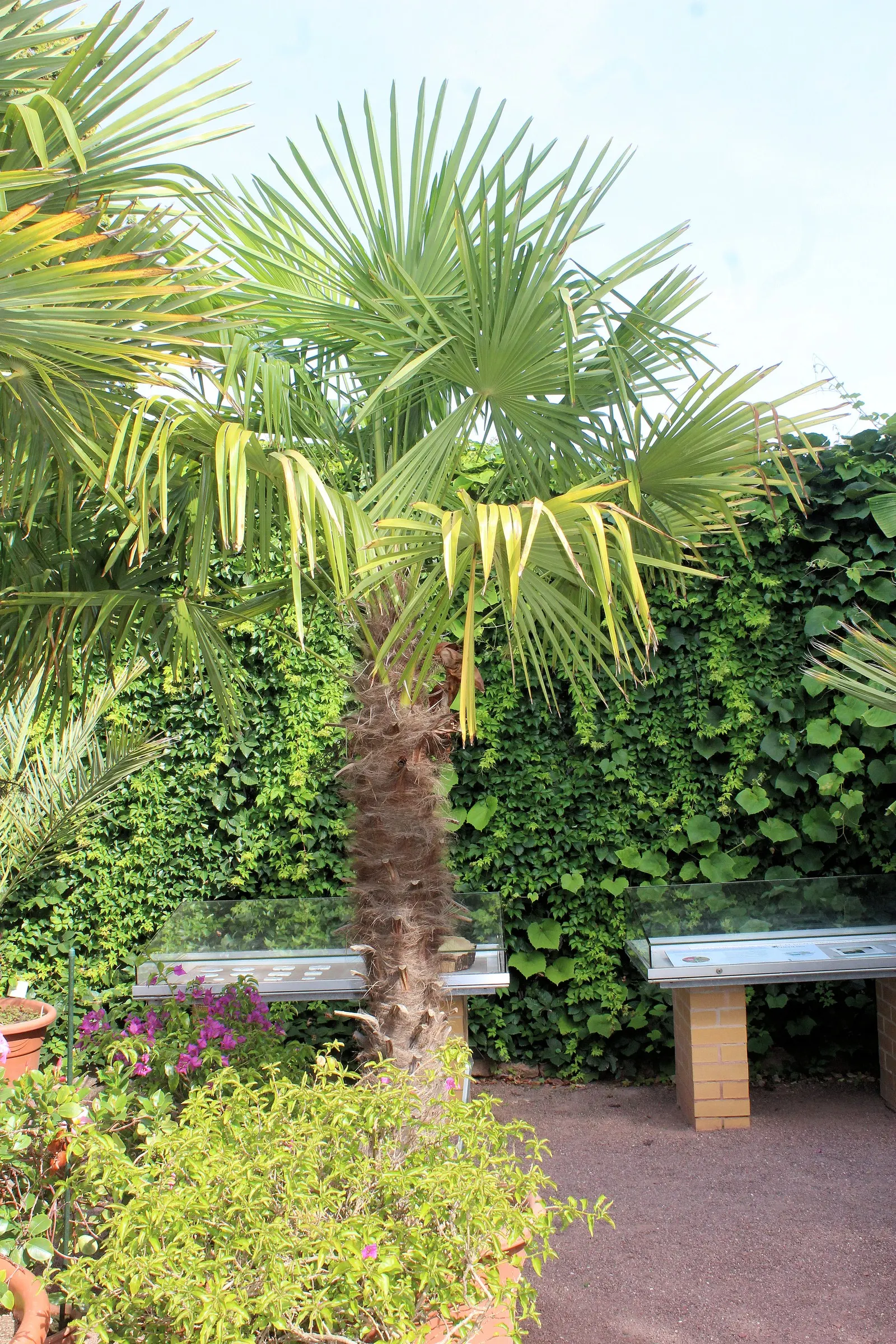 Windmill Palm (Trachycarpus Fortunei) — palm / tree for full or half; although mature plants can tolerate some drought.<br><br>The Windmill Palm is a slow to