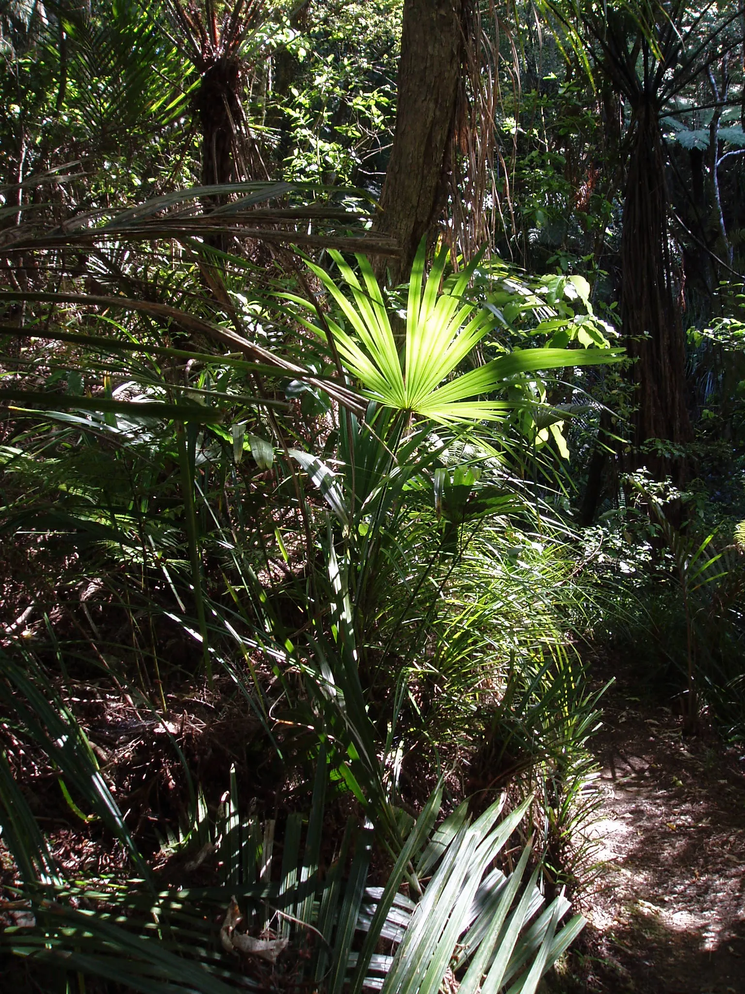 Windmill Palm (Trachycarpus Fortunei) — although mature plants can tolerate some drought.<br><br>The Windmill Palm is a slow to moderate grower; the Windmill