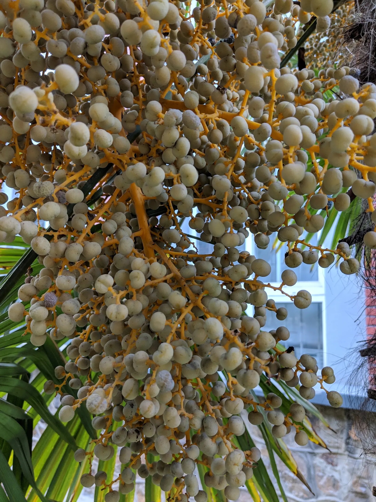 Windmill Palm (Trachycarpus Fortunei) — provided they are well-draining; it's perfect for adding an exotic touch to temperate landscapes and is relatively low