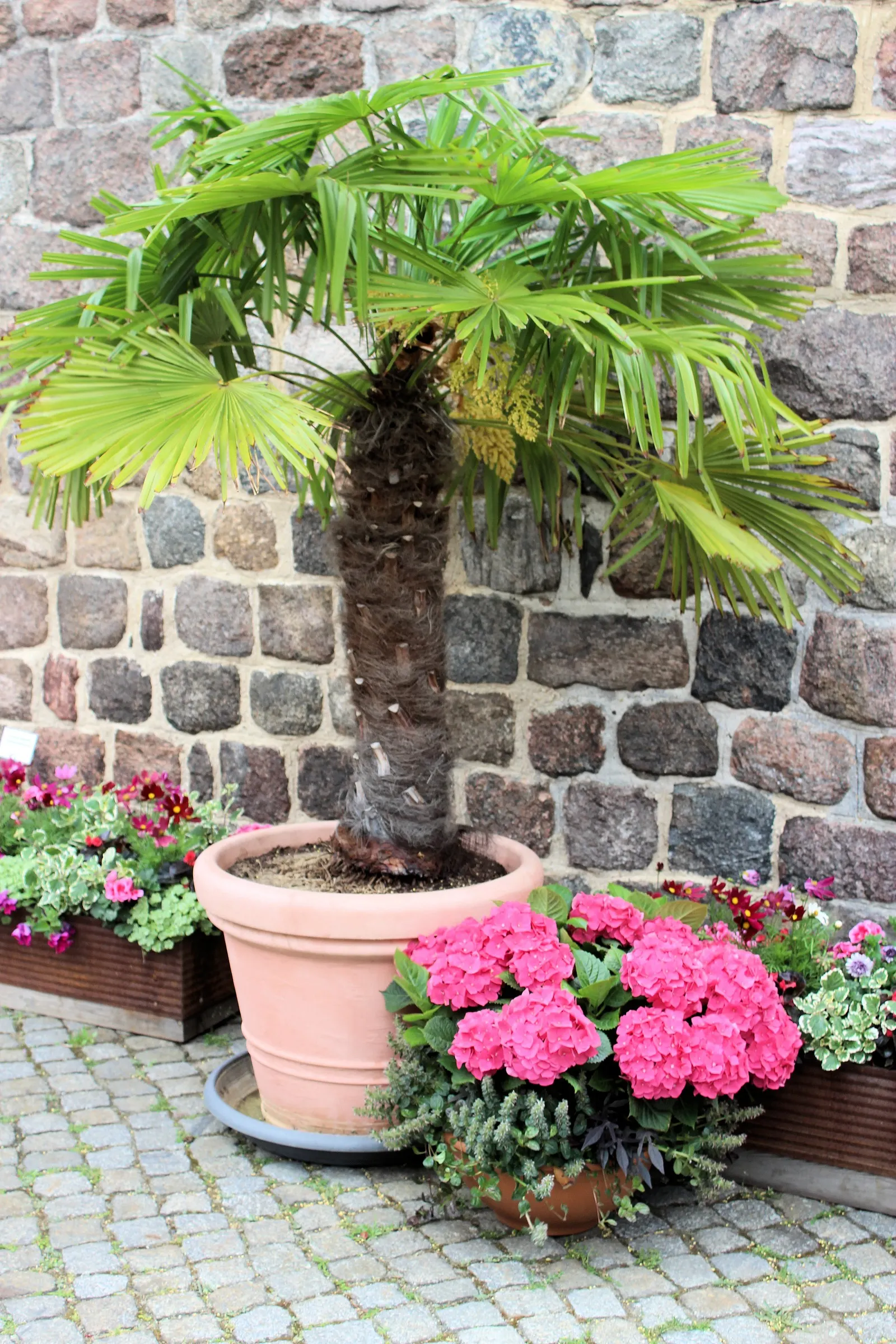 Windmill Palm (Trachycarpus Fortunei) — The Windmill Palm (Trachycarpus fortunei) is an elegant cold-hardy palm; this palm thrives in USDA zones, image 51