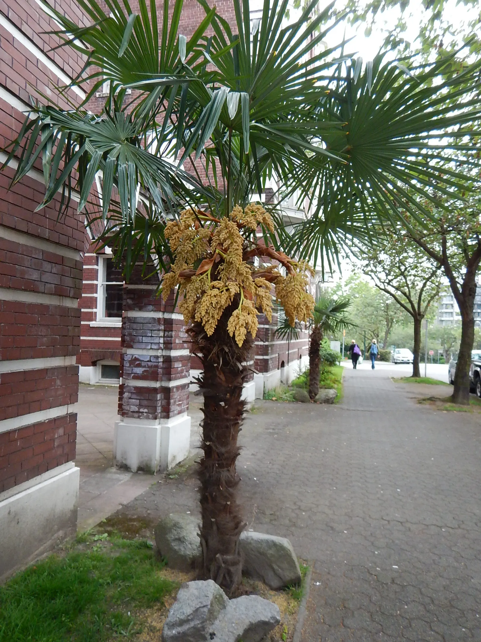 Windmill Palm (Trachycarpus Fortunei) — The Windmill Palm (Trachycarpus fortunei) is an elegant cold-hardy palm