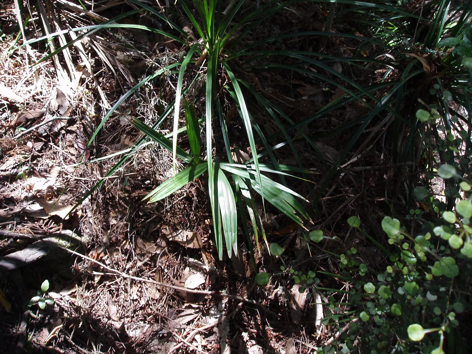 Windmill Palm (Trachycarpus Fortunei) — is a hardy and versatile specimen ideal for adding a touch of the tropics to more temperate landscapes; its distinctive