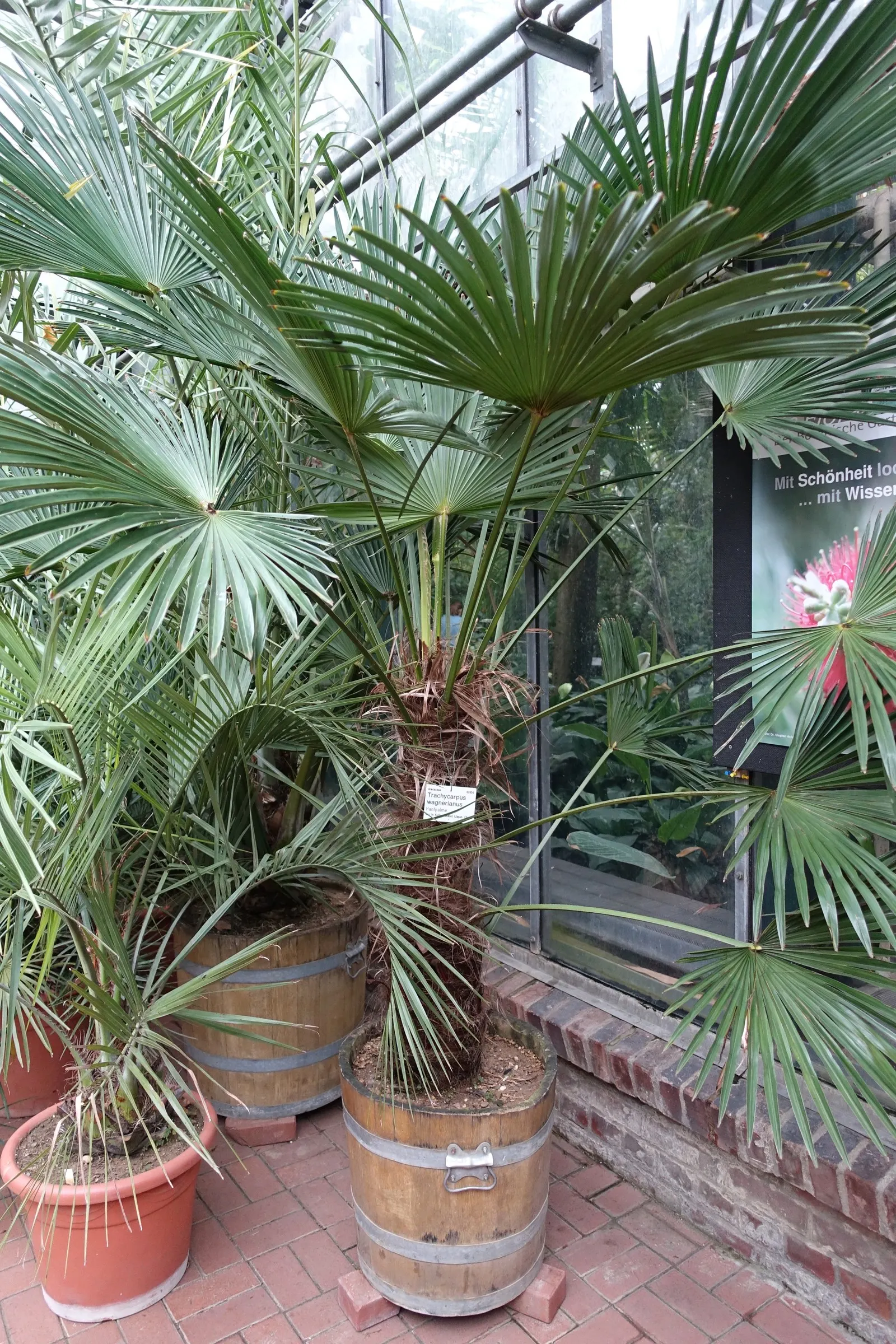 Windmill Palm (Trachycarpus Fortunei) — making it suitable for USDA zones 7b through 11; the Windmill Palm can withstand temperatures as low as, image 92