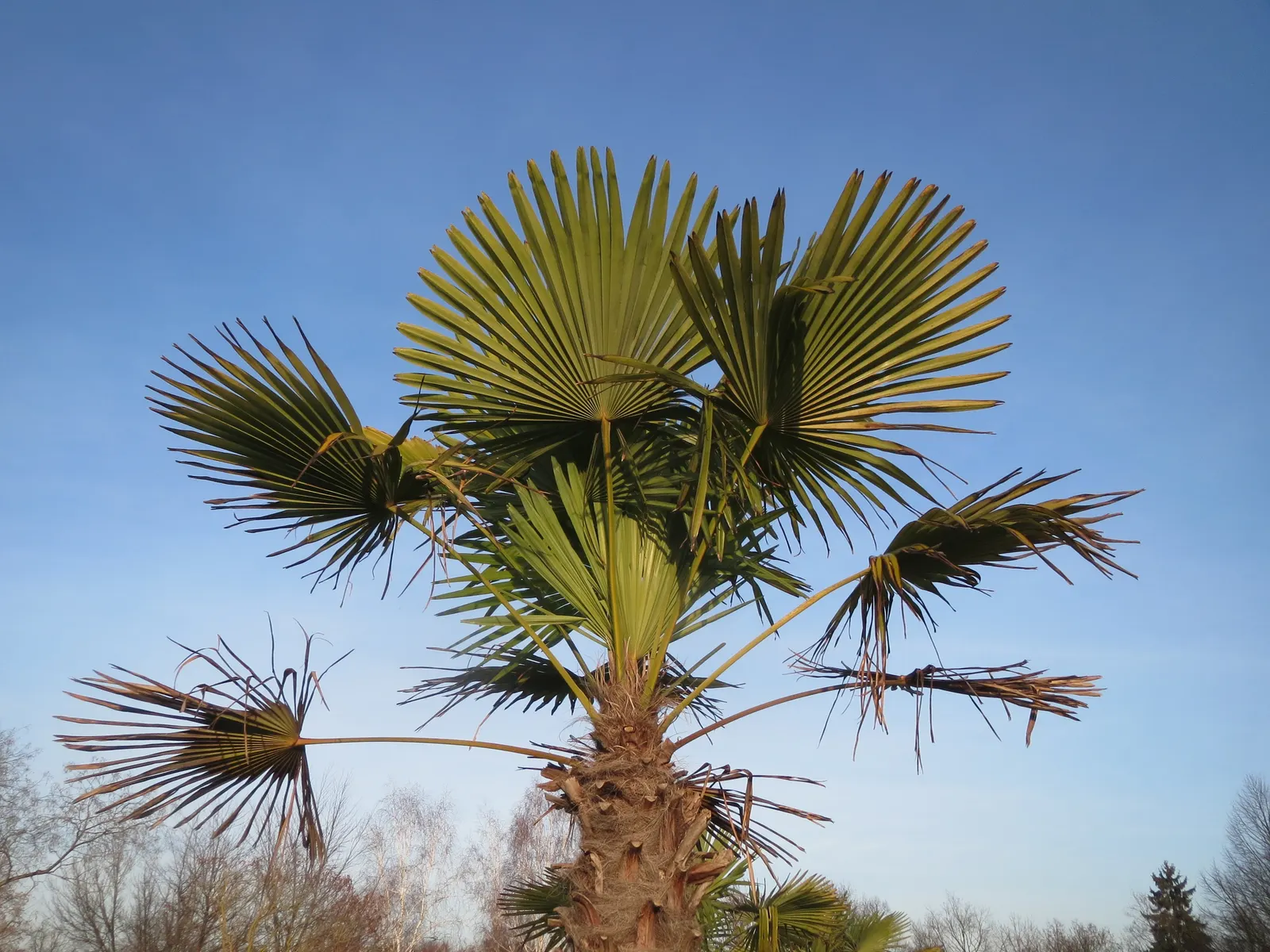 Windmill Palm (Trachycarpus Fortunei) — adding a tropical aesthetic with relatively minimal maintenance