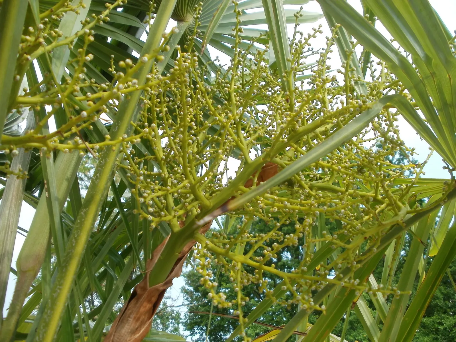 Windmill Palm (Trachycarpus Fortunei) — This palm prefers full sun to partial shade and does well in various soil types