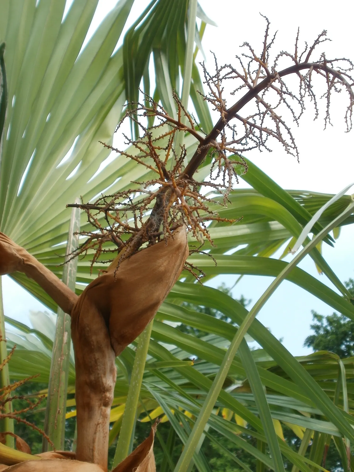 Windmill Palm (Trachycarpus Fortunei) — the Windmill Palm can withstand temperatures as low as 5&deg;F to 10&deg;F