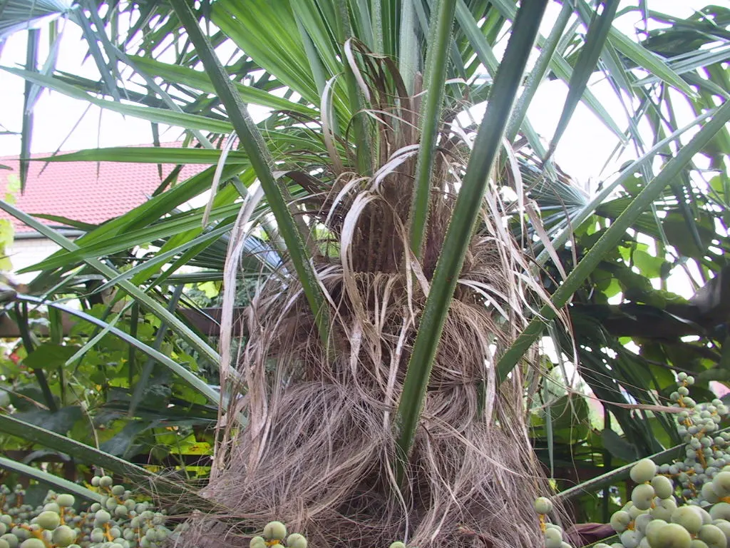 Windmill Palm (Trachycarpus Fortunei) — This palm thrives in USDA zones 7-11 and prefers partial to full sun; palm / tree for full or half