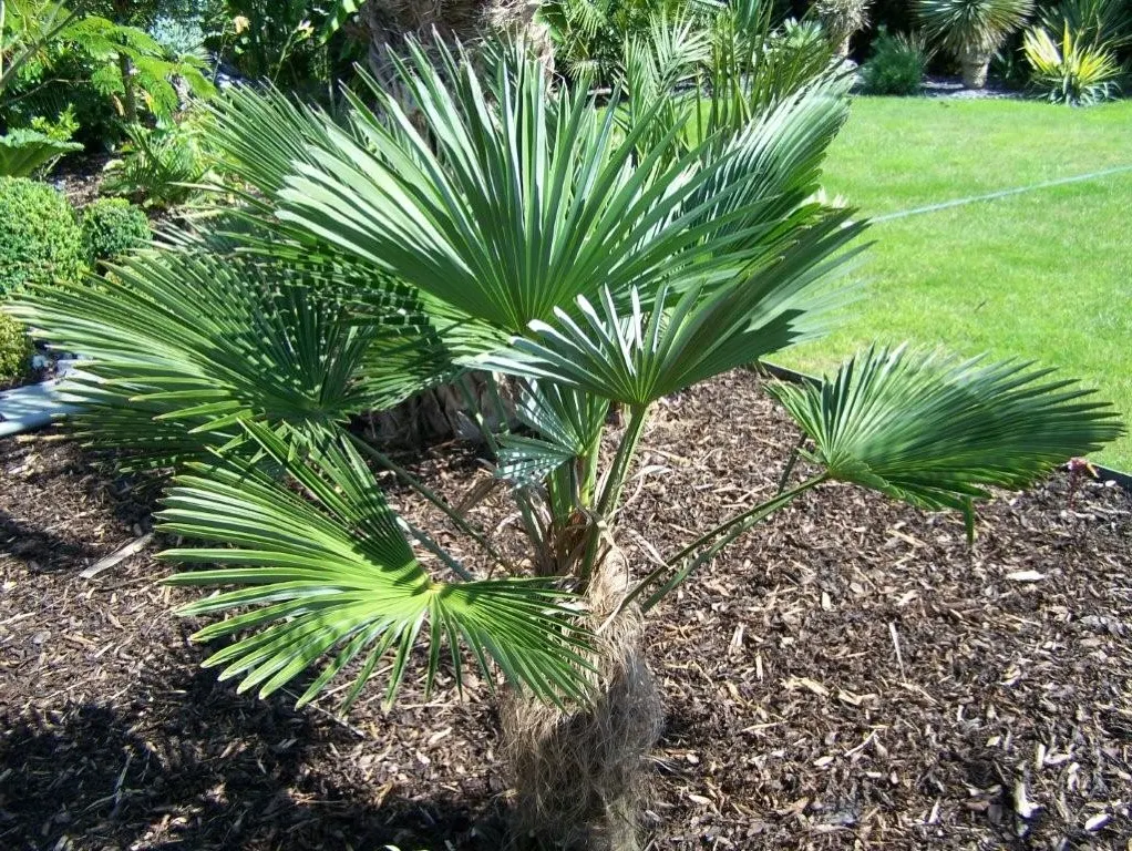 Windmill Palm (Trachycarpus Fortunei) — arranged circularly at the top of the single trunk