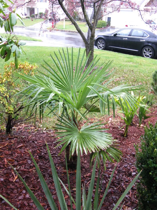 Windmill Palm (Trachycarpus Fortunei) — It's perfect for adding an exotic touch to temperate landscapes and is relatively low maintenance; scientifically known