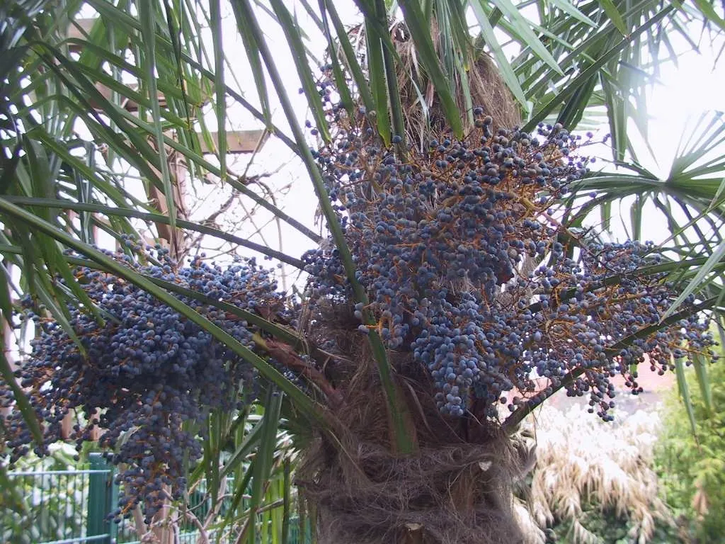 Windmill Palm (Trachycarpus Fortunei) — The Windmill Palm (Trachycarpus fortunei) is an elegant cold-hardy palm; this palm thrives in USDA zones 7-11 and