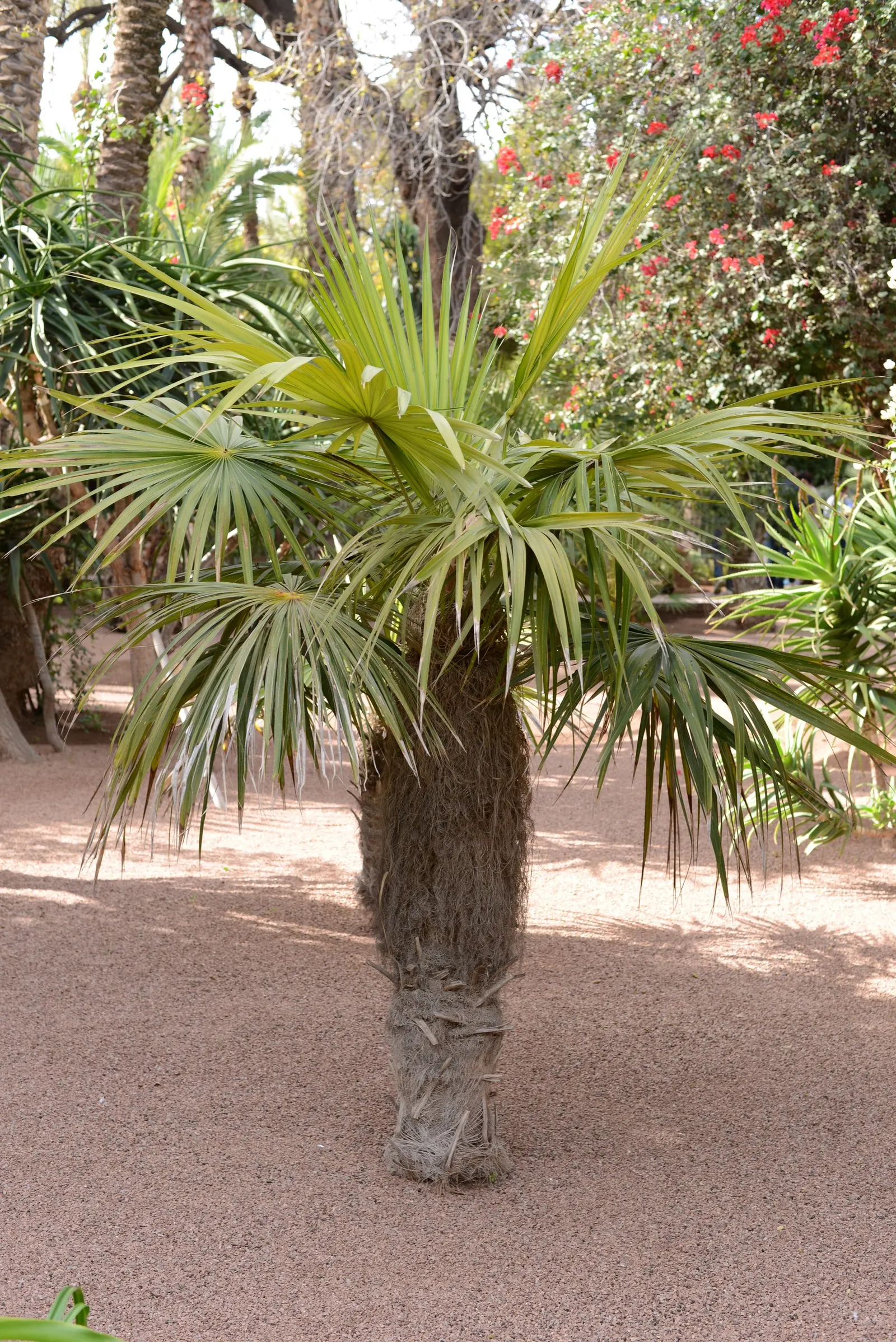 Windmill Palm (Trachycarpus Fortunei) — Its trunk is covered with a loose mat of coarse gray or brown fiber from which its fan-shaped