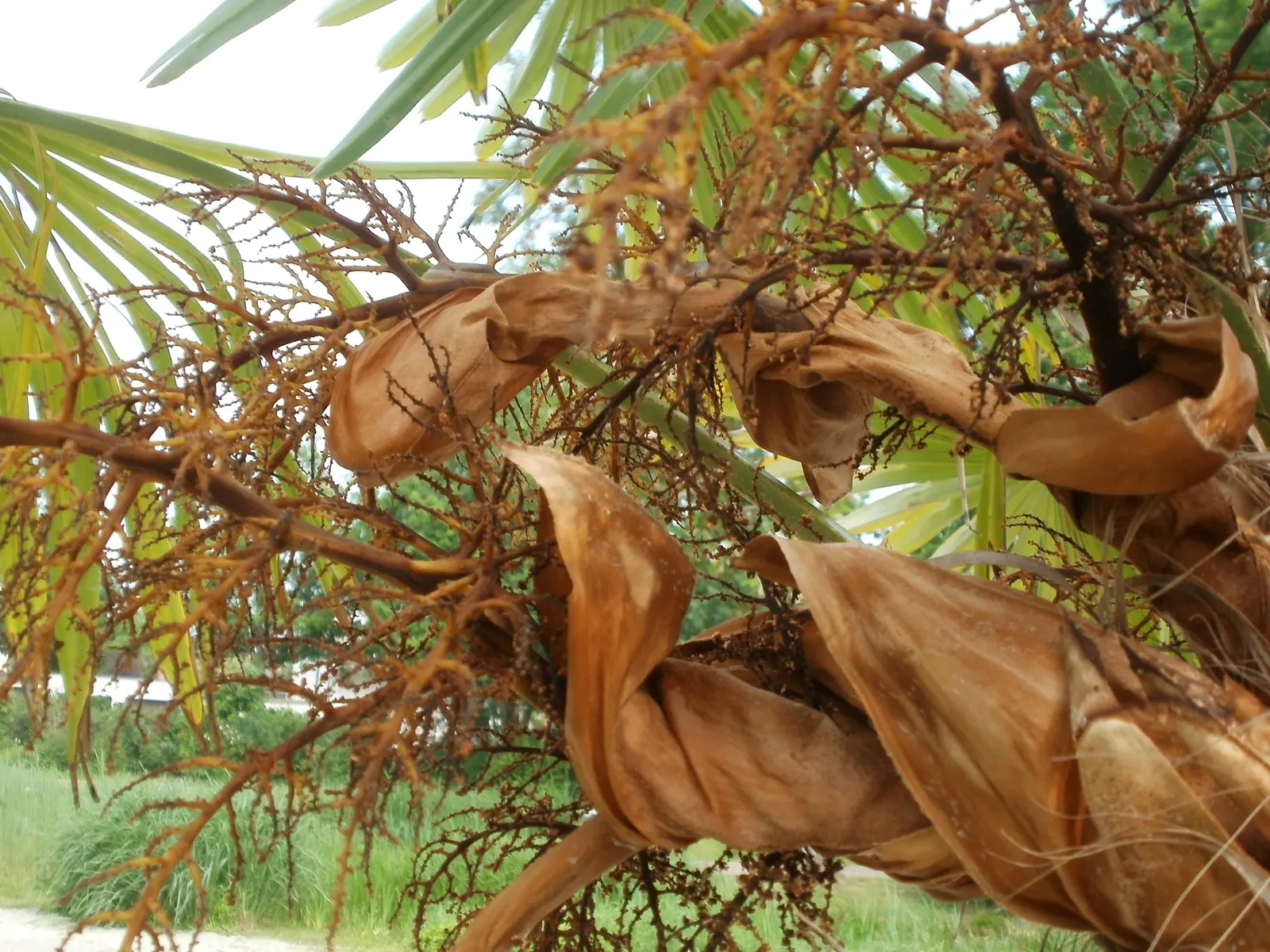 Windmill Palm (Trachycarpus Fortunei) — provided they are well-draining