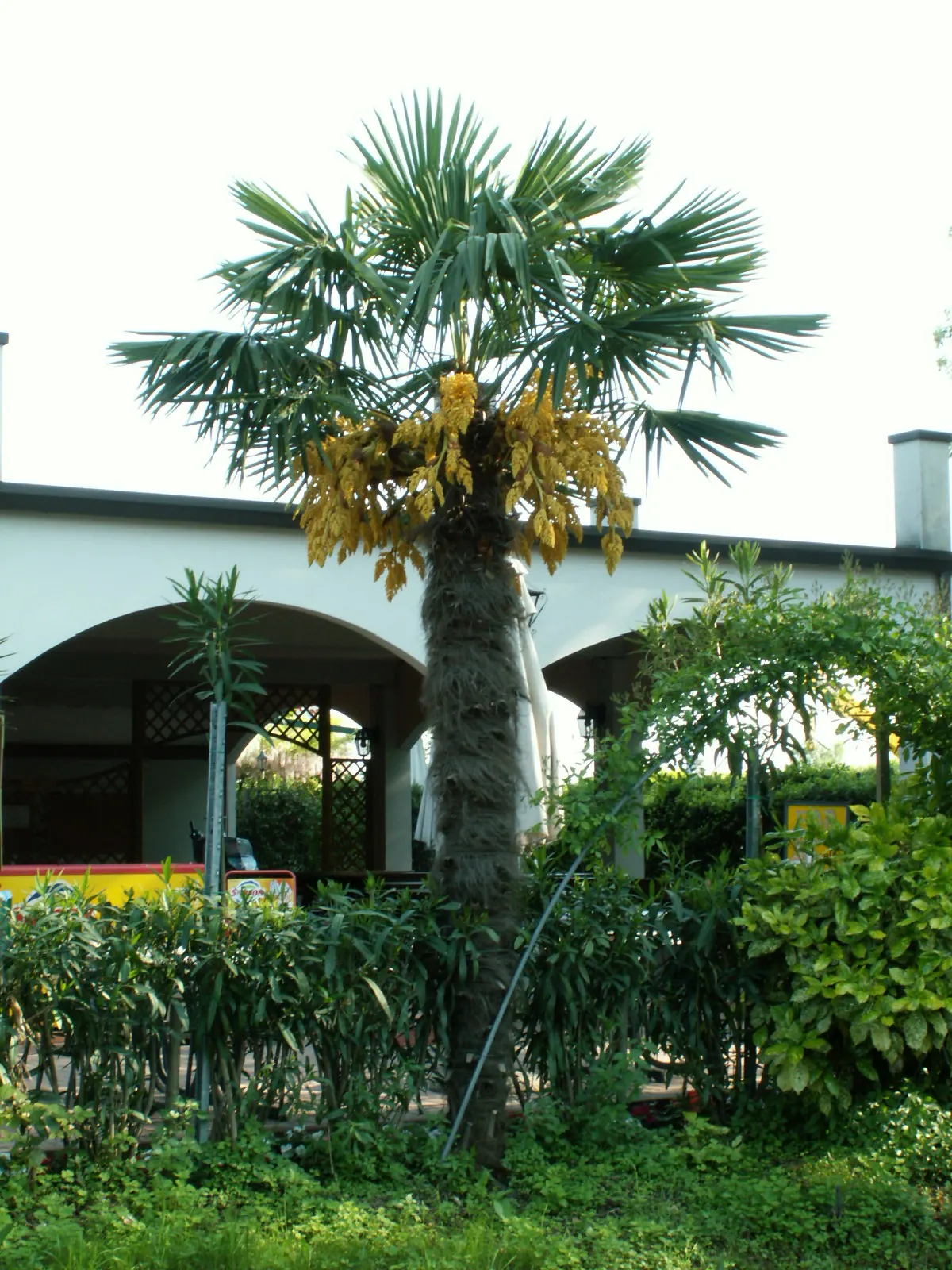 Windmill Palm (Trachycarpus Fortunei) — scientifically known as Trachycarpus fortunei; particularly in dry conditions