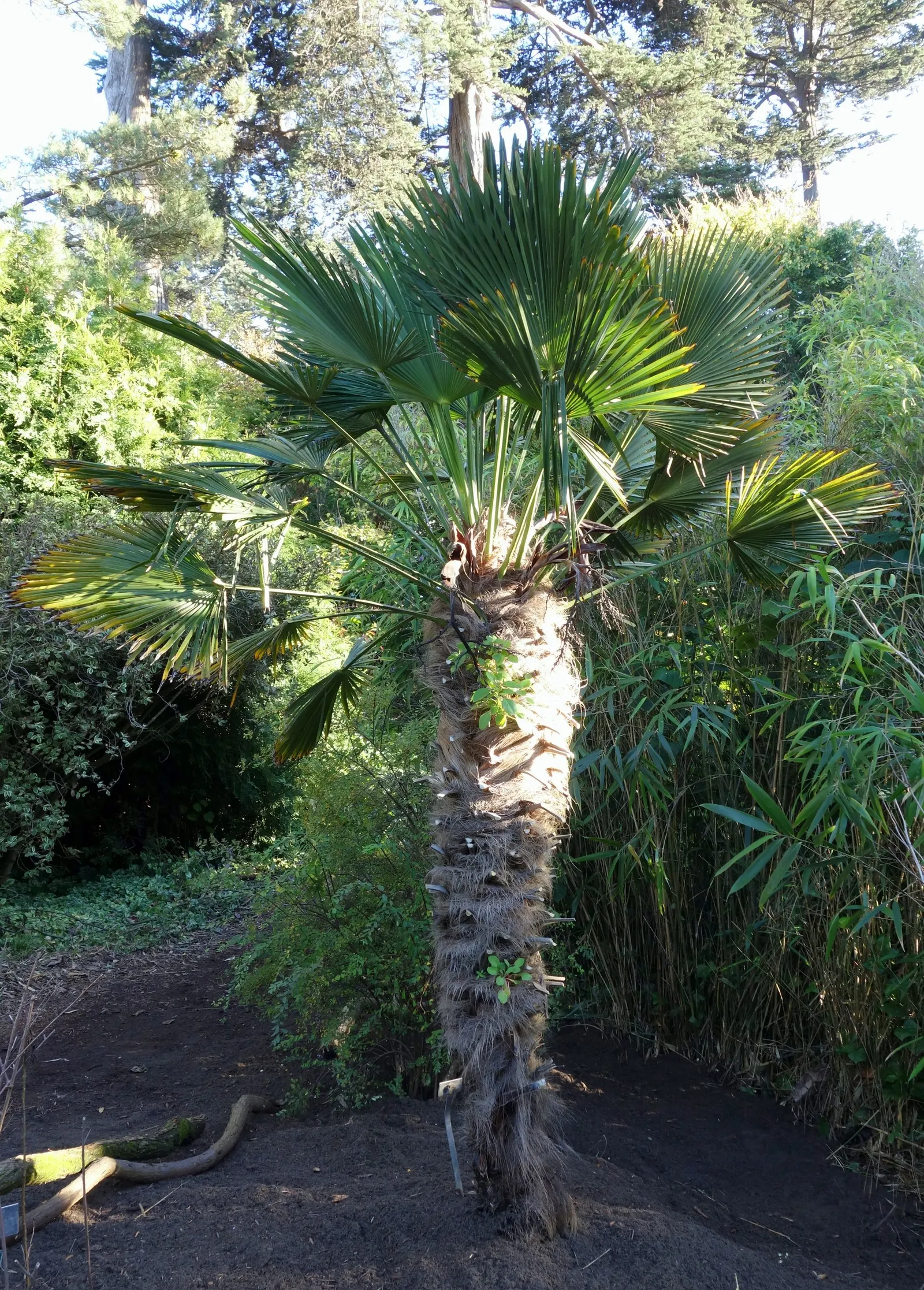 Windmill Palm (Trachycarpus Fortunei) — is a hardy and versatile specimen ideal for adding a touch of the tropics to more temperate landscapes