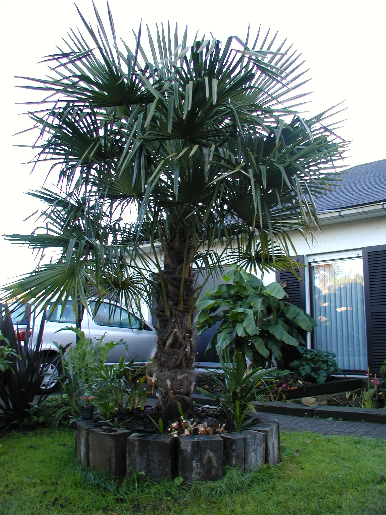 Windmill Palm (Trachycarpus Fortunei) — with a slender trunk reaching up to 40 feet tall