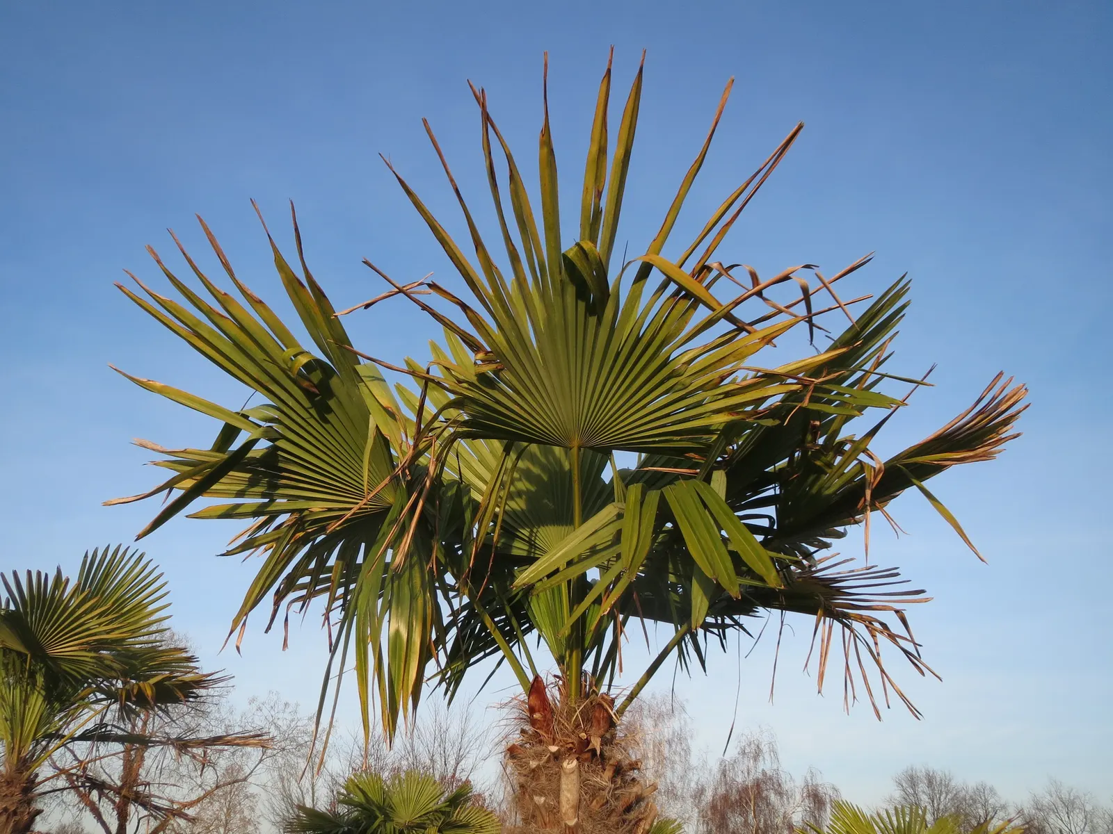 Windmill Palm (Trachycarpus Fortunei) — its resistance to pests and disease ensures that it remains a robust and appealing feature year-round