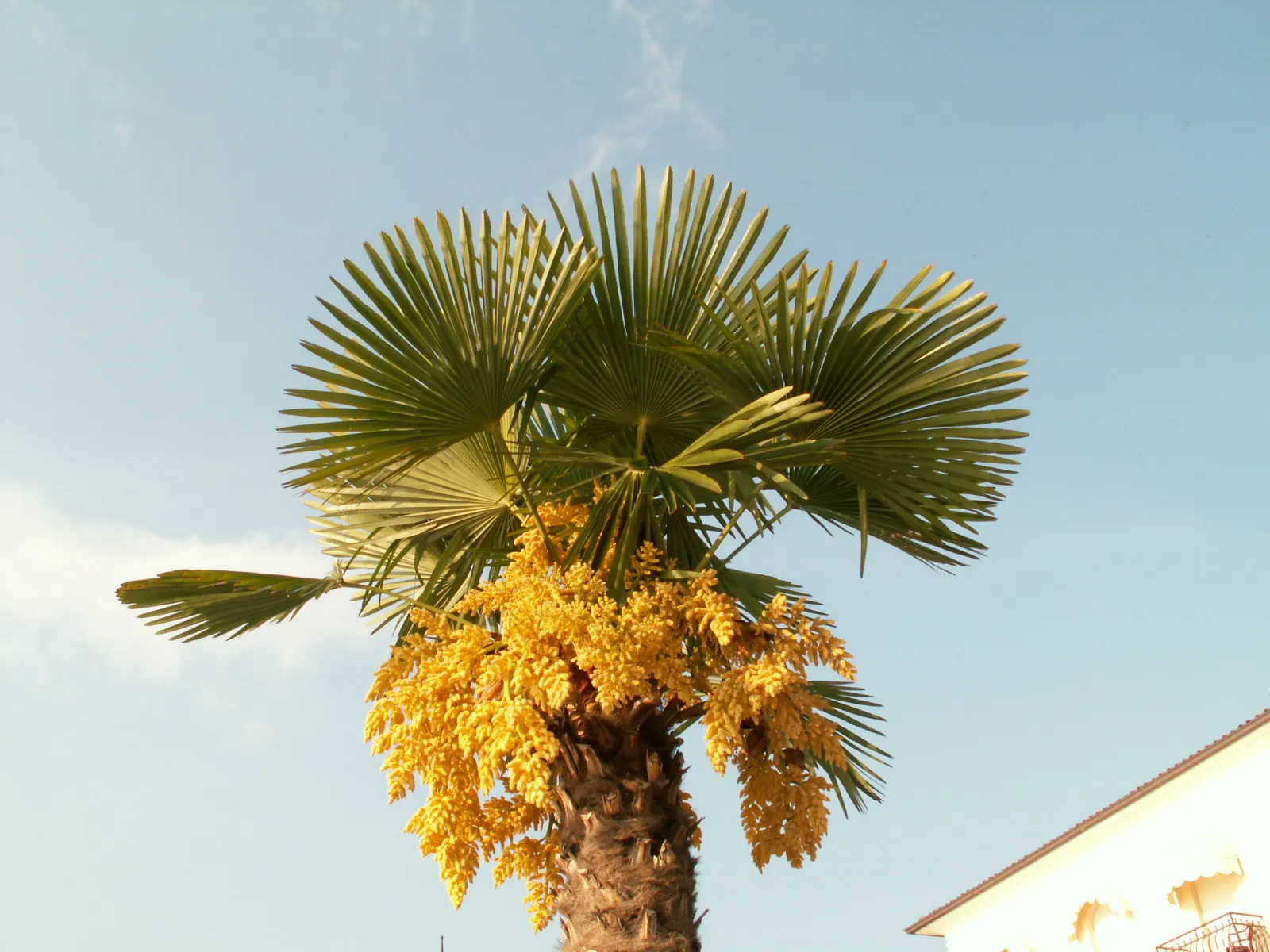Windmill Palm (Trachycarpus Fortunei) — requiring minimal pruning; arranged circularly at the top of the single trunk