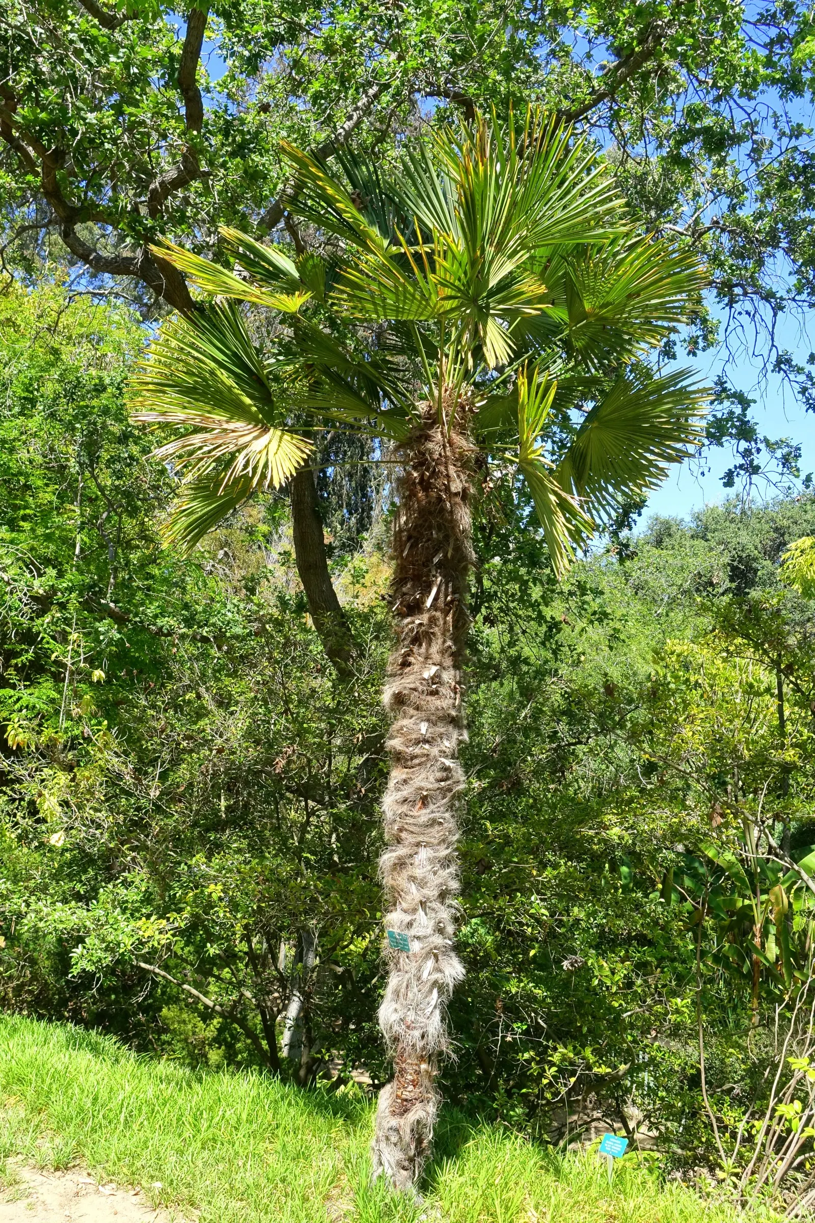 Windmill Palm (Trachycarpus Fortunei) — fibrous trunk which typically grows to heights of 10 to 40 feet