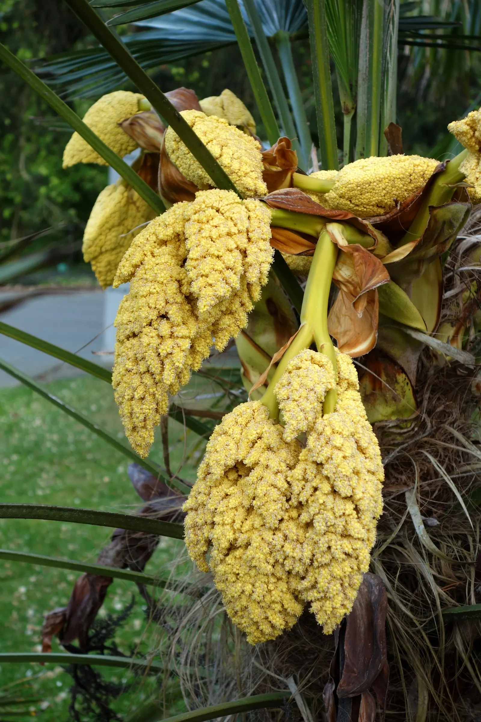 Windmill Palm (Trachycarpus Fortunei) — Its distinctive fan-shaped fronds form a dense, symmetrical crown spreading up to 10 feet wide